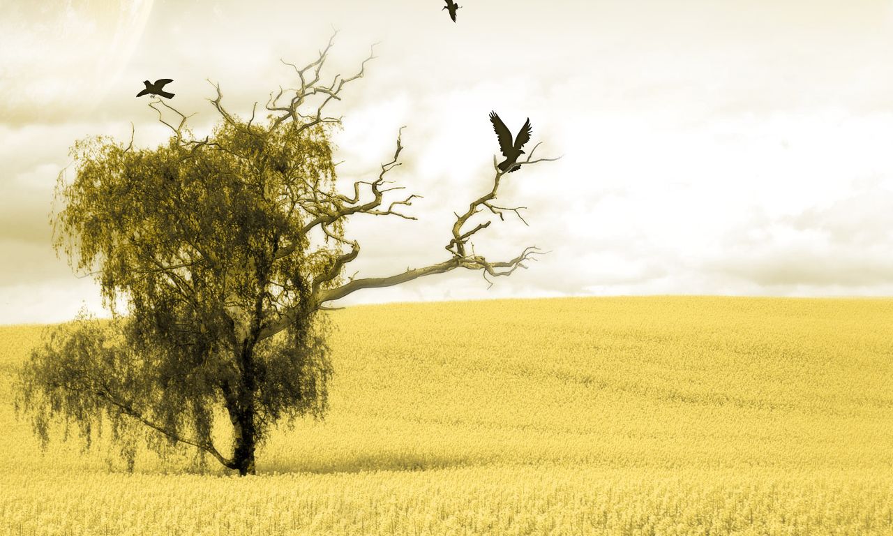 Laden Sie das Natur, Vogel, Baum, Künstlerisch-Bild kostenlos auf Ihren PC-Desktop herunter
