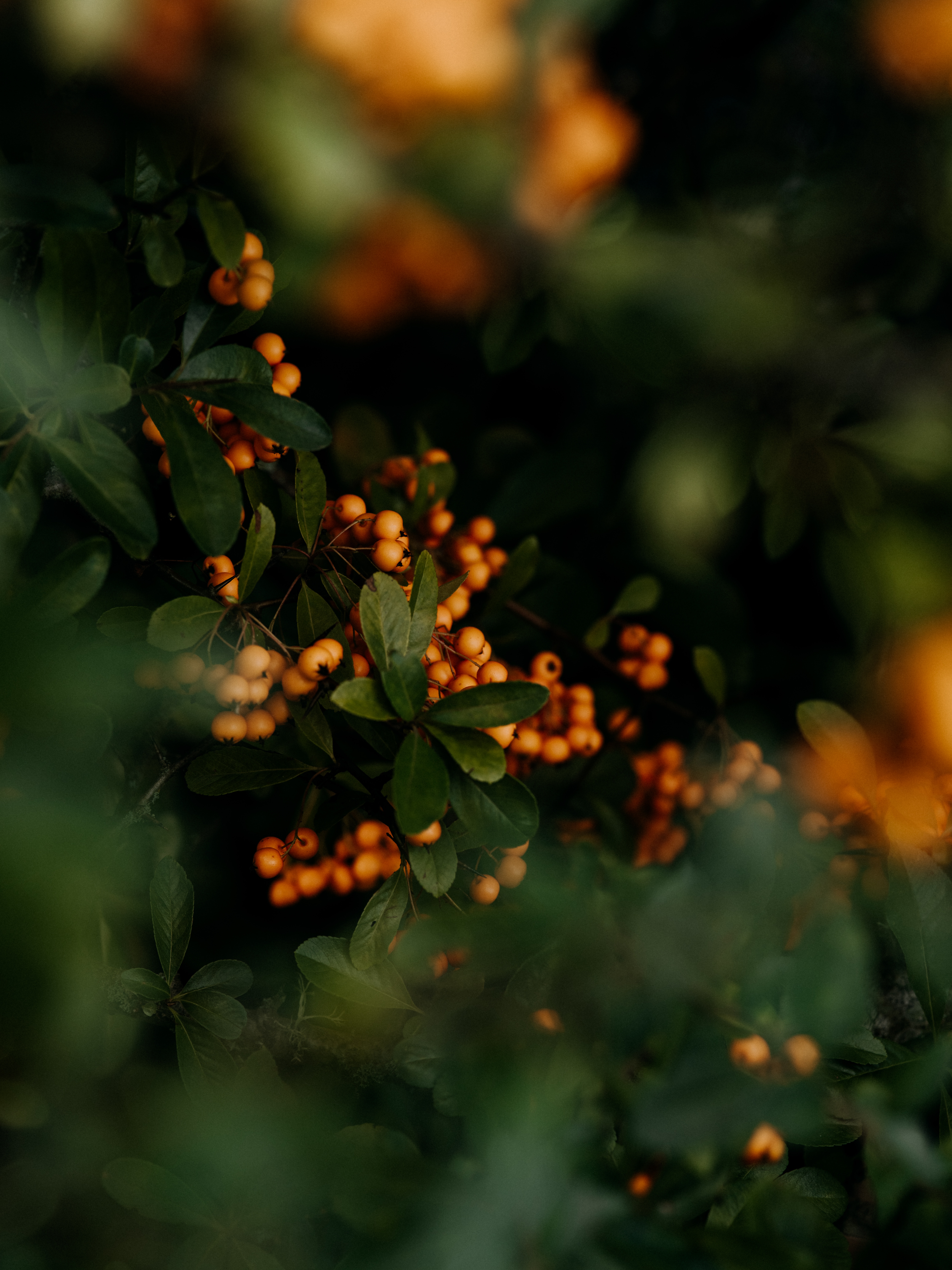 nature, plant, bunches, leaves, berries, yellow, clusters