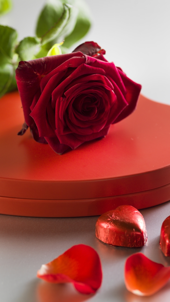 Download mobile wallpaper Valentine's Day, Flower, Rose, Holiday, Petal, Red Rose, Romantic, Red Flower for free.