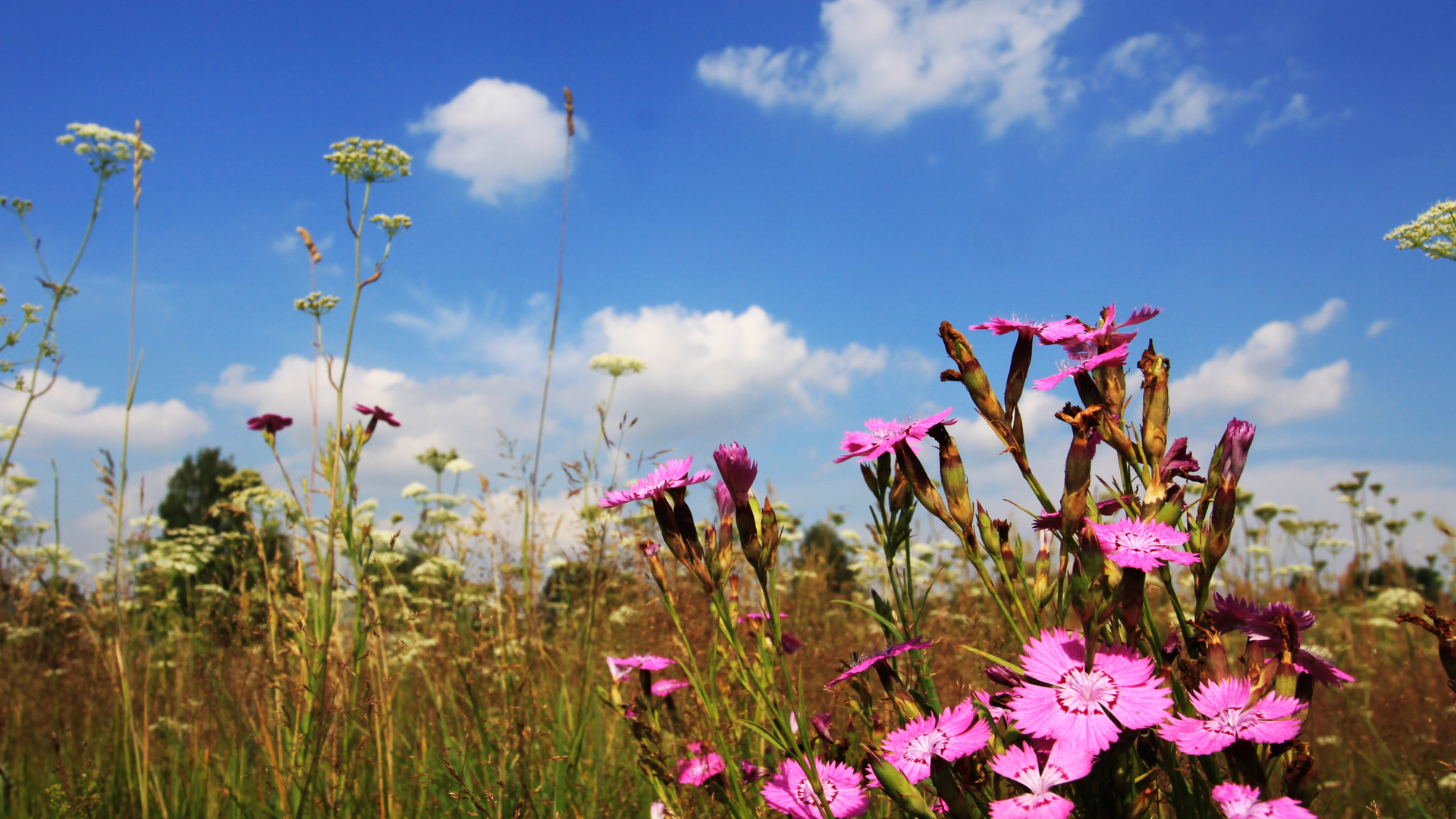 Download mobile wallpaper Flowers, Flower, Earth for free.