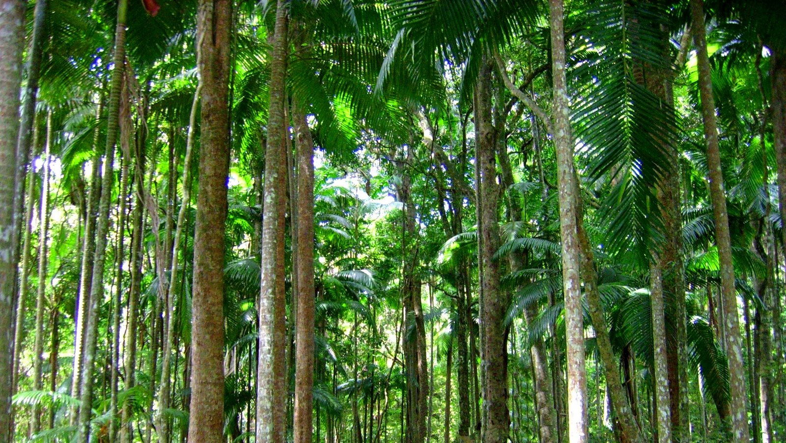 Download mobile wallpaper Forest, Tree, Earth, Tropical, Rainforest for free.