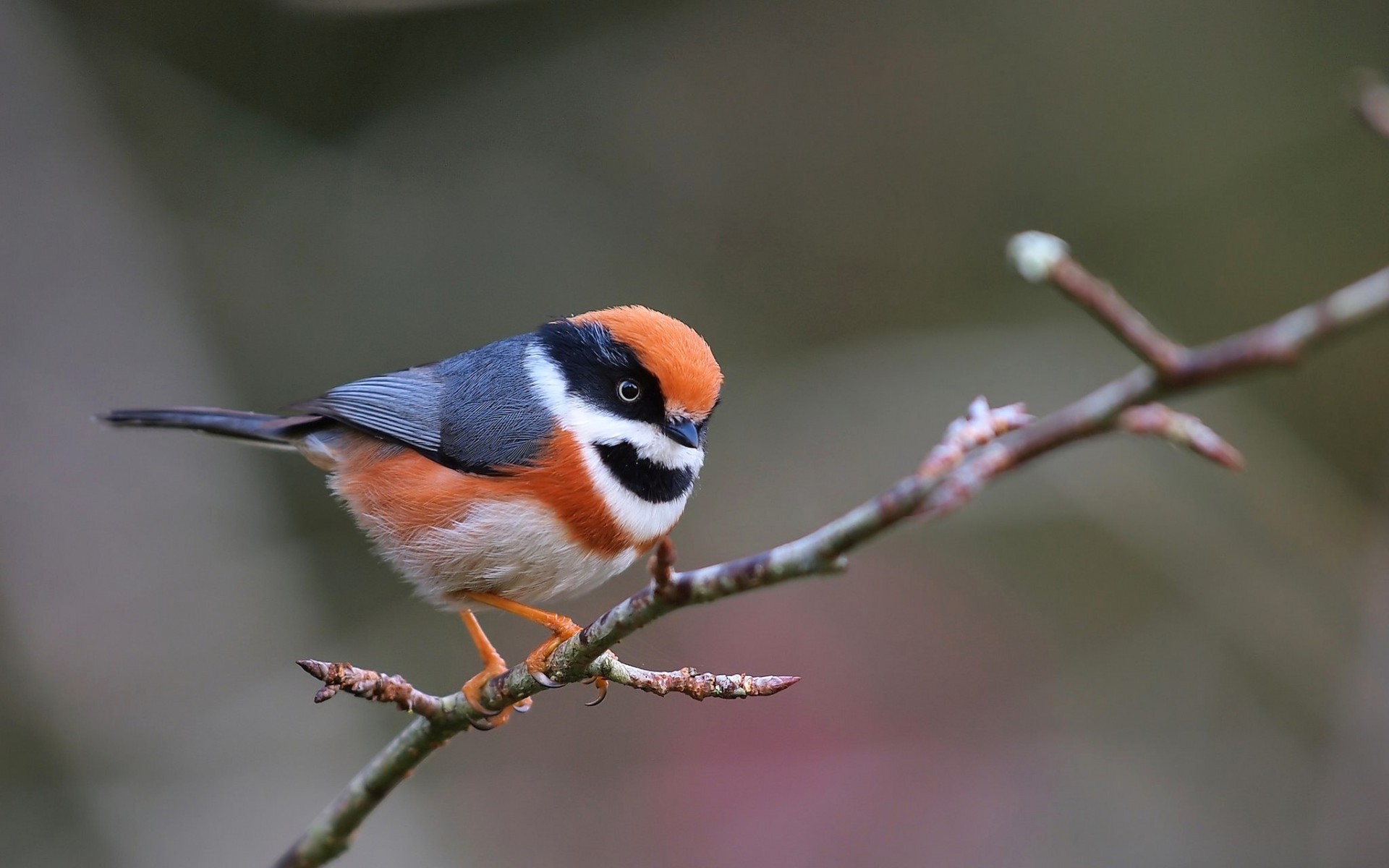 Baixar papel de parede para celular de Pássaro, Aves, Animais gratuito.