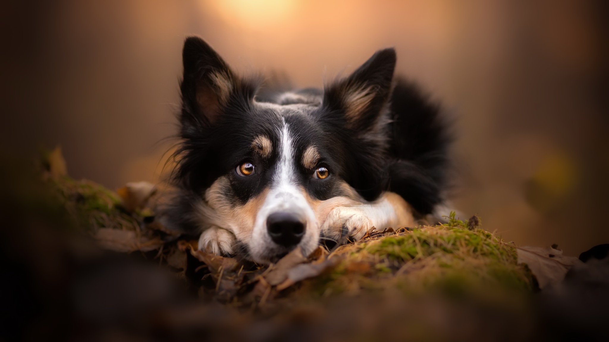 Téléchargez gratuitement l'image Animaux, Chiens, Chien sur le bureau de votre PC