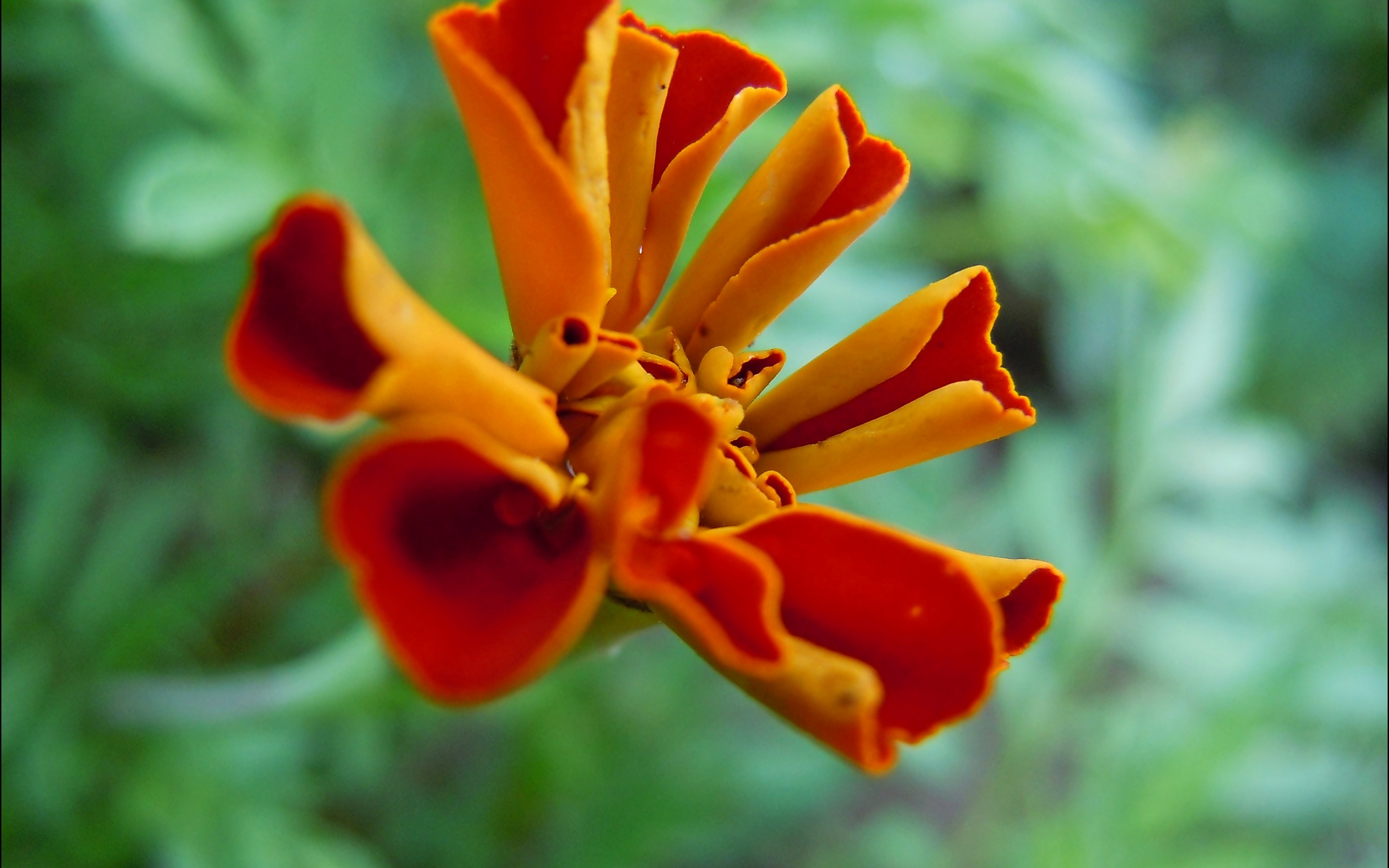 Descarga gratis la imagen Flores, Flor, Tierra/naturaleza en el escritorio de tu PC