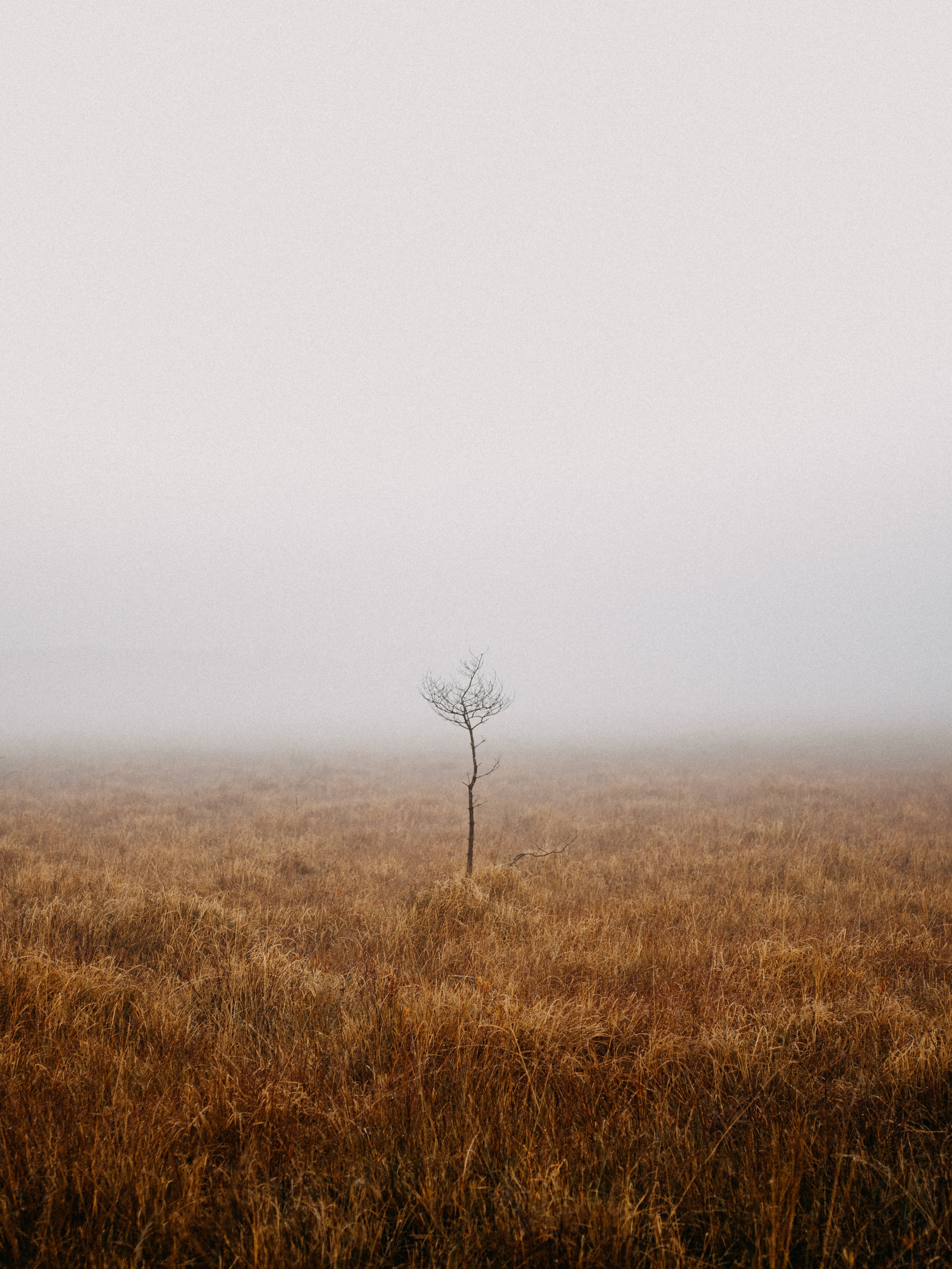 Скачать картинку Поле, Дерево, Туман, Одиночество, Природа в телефон бесплатно.