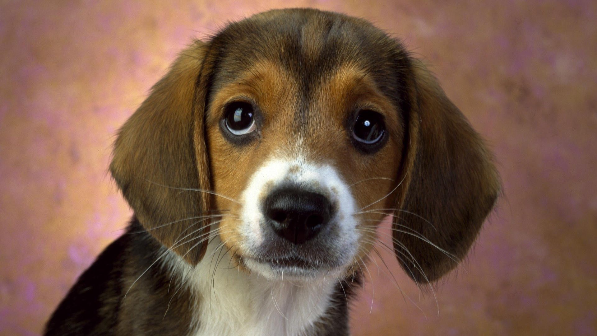 115300 descargar fondo de pantalla animales, blanco, perro, marrón, cachorro, amable: protectores de pantalla e imágenes gratis