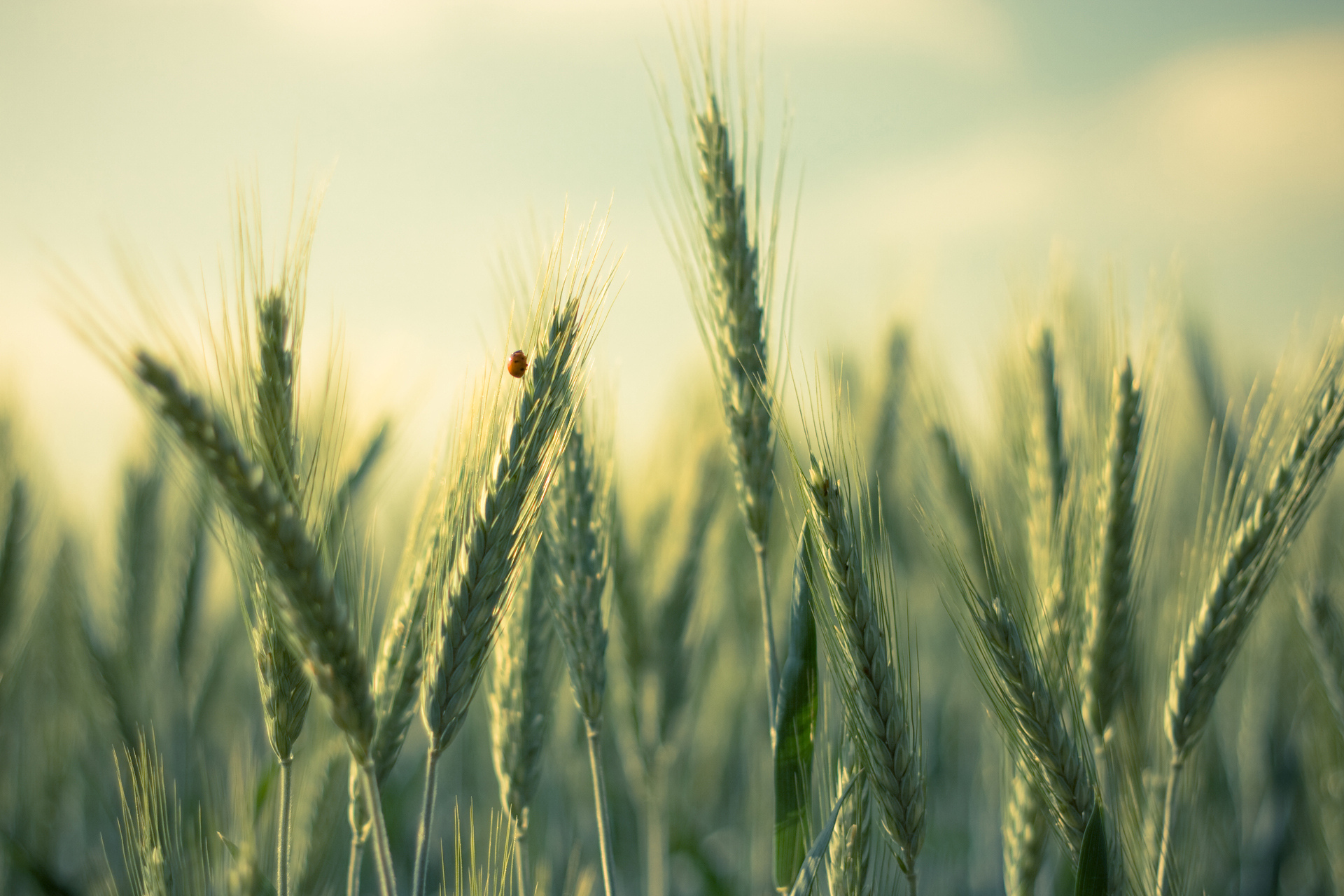 Free download wallpaper Wheat, Earth on your PC desktop