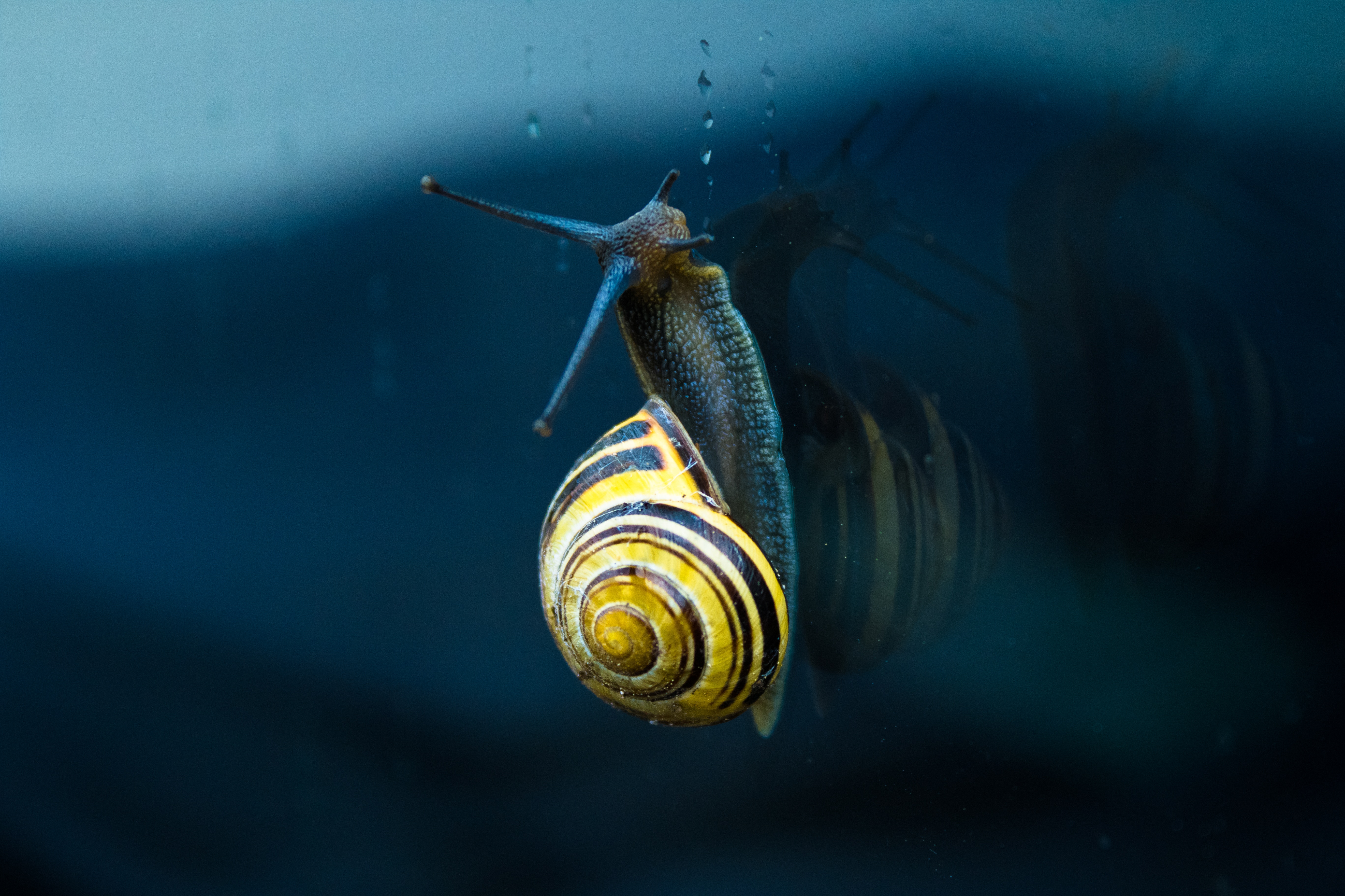 snail, macro, spiral, sink, clam, mollusc