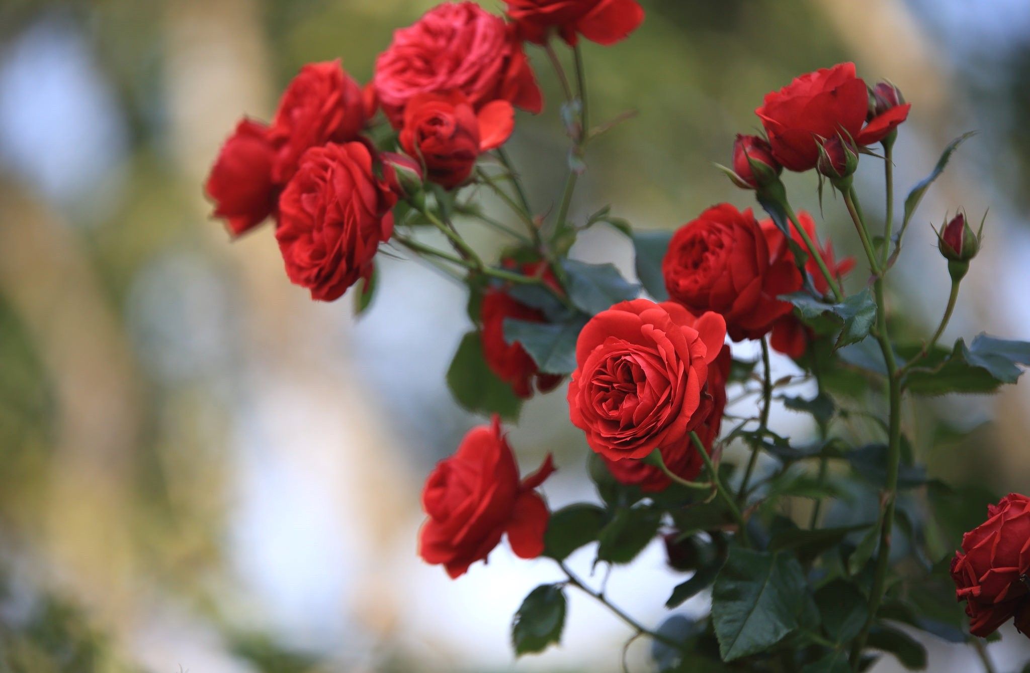 Скачать обои бесплатно Флауэрсы, Цветок, Роза, Земля/природа картинка на рабочий стол ПК