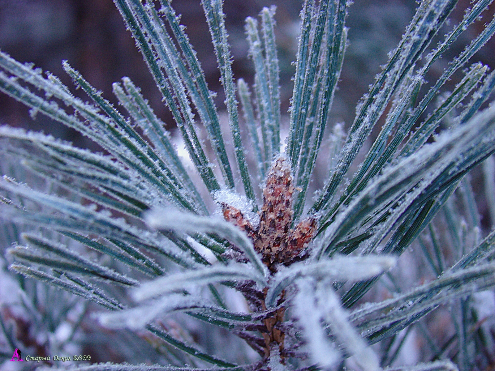 plants, winter, needle, fir trees, blue