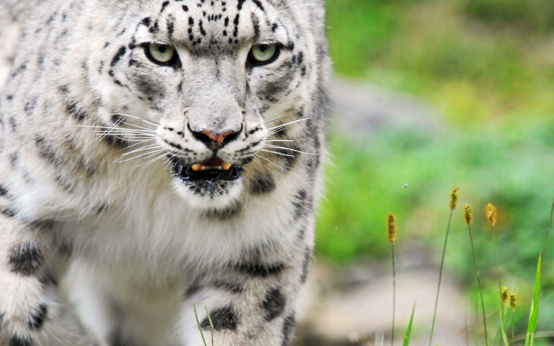 Free download wallpaper Animals, Snow Leopard, Predator, Big Cat, Eyes, Color on your PC desktop