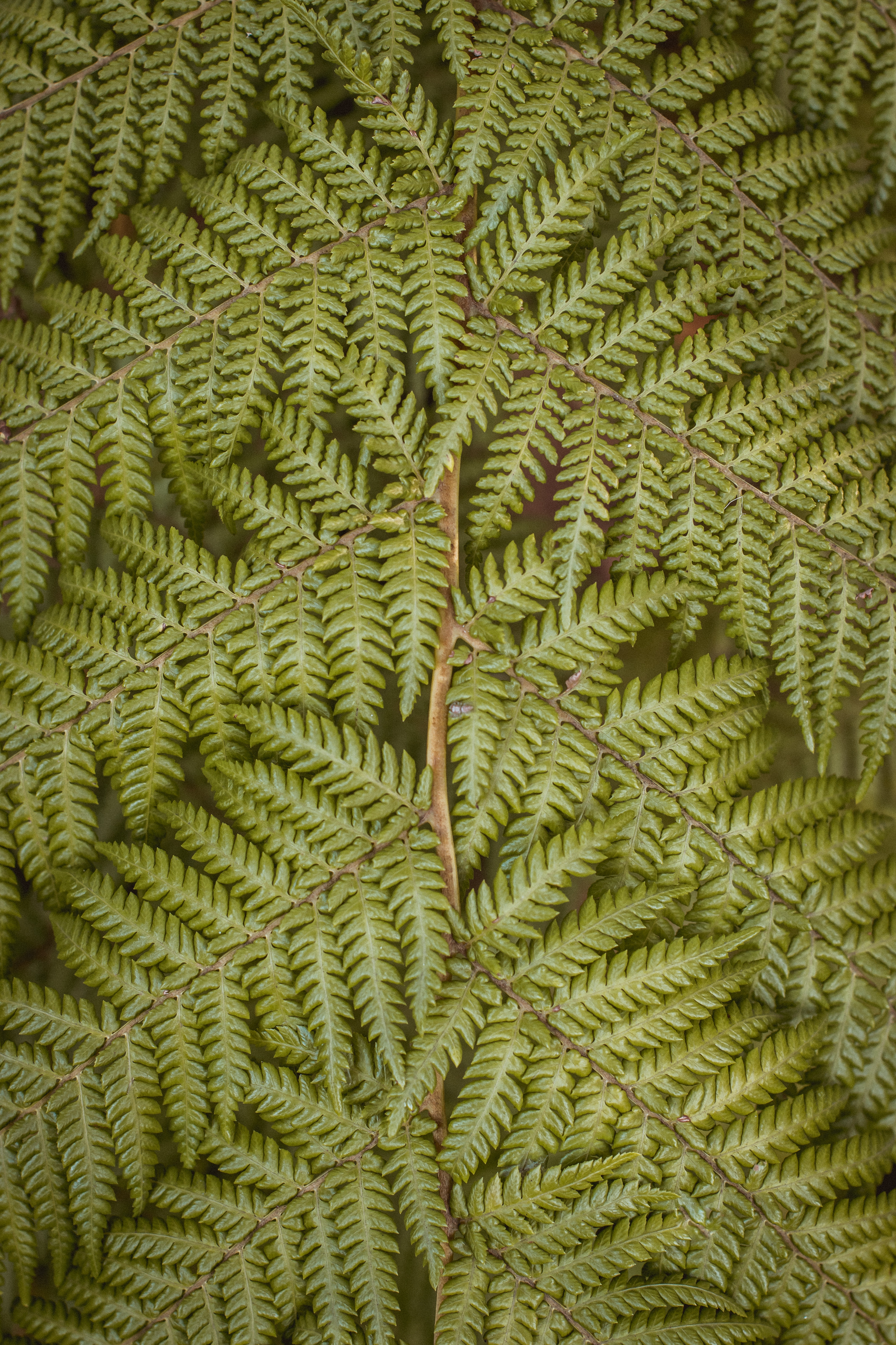 Download mobile wallpaper Leaves, Fern, Plant, Nature for free.