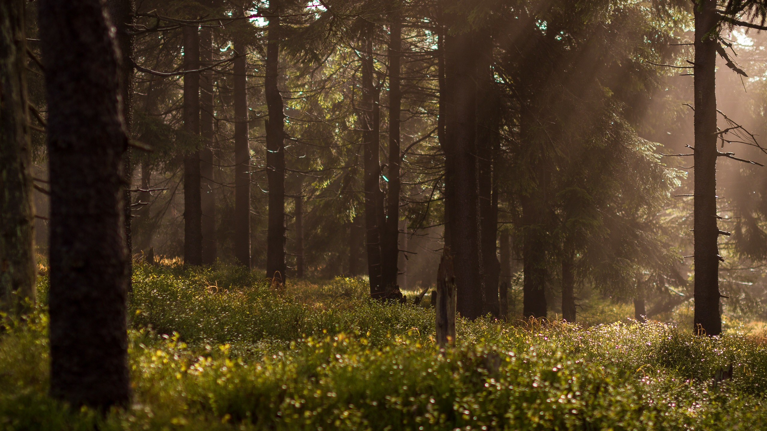 Handy-Wallpaper Wald, Erde/natur, Sonnenschein kostenlos herunterladen.