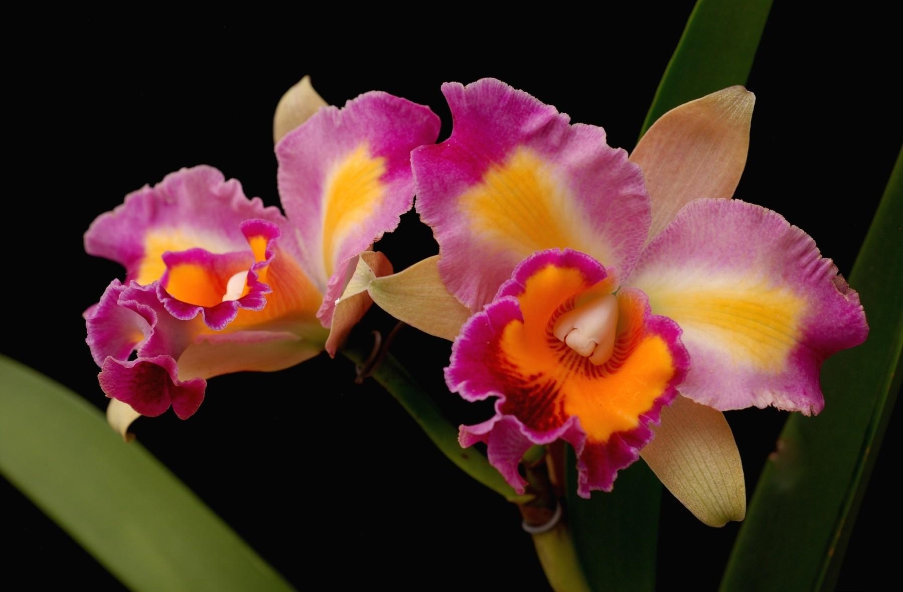 129472 Bild herunterladen orchideen, blumen, hell, nahaufnahme, nahansicht - Hintergrundbilder und Bildschirmschoner kostenlos