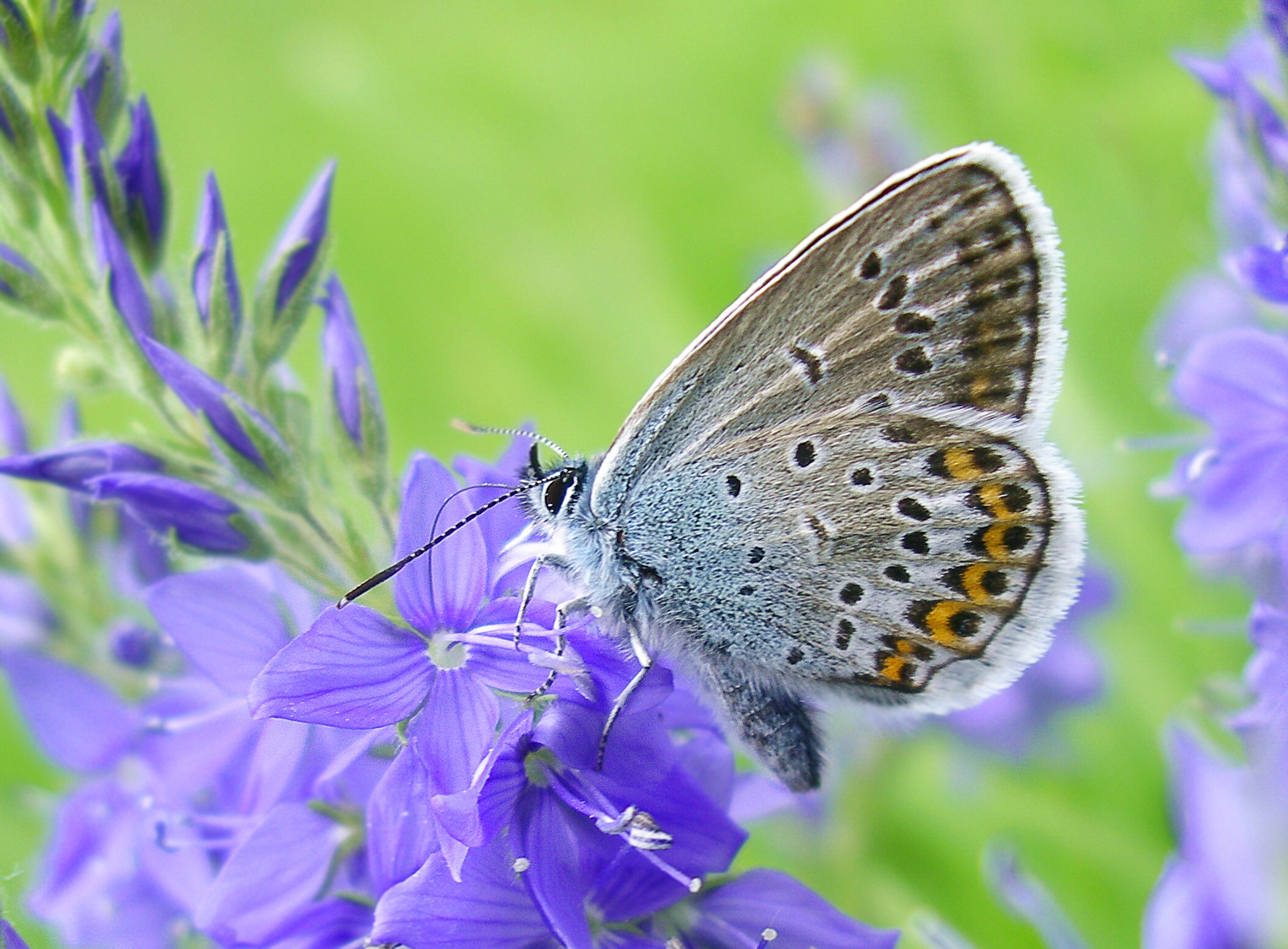 Descarga gratuita de fondo de pantalla para móvil de Animales, Mariposa.