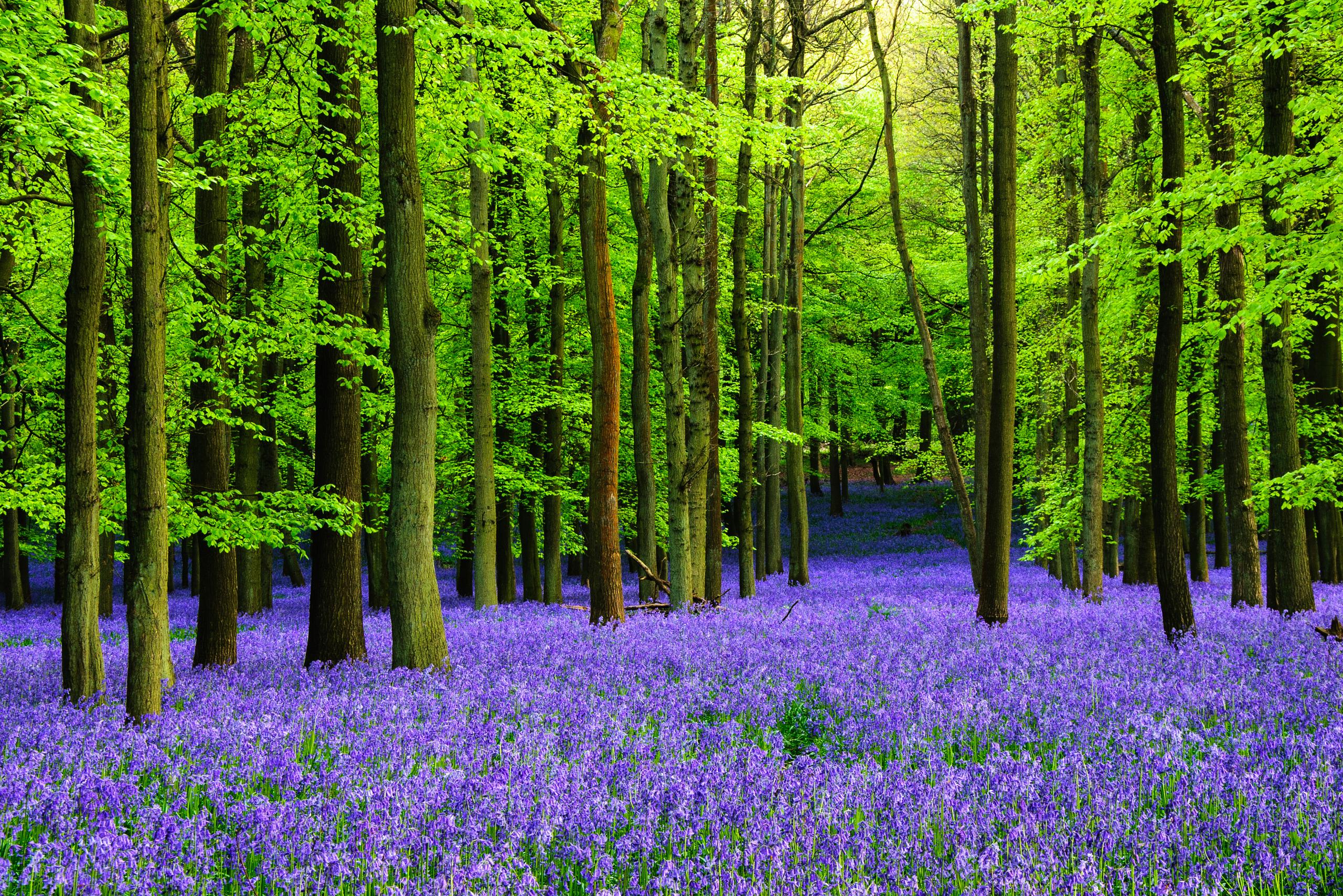 Descarga gratis la imagen Flor, Bosque, Tierra/naturaleza en el escritorio de tu PC