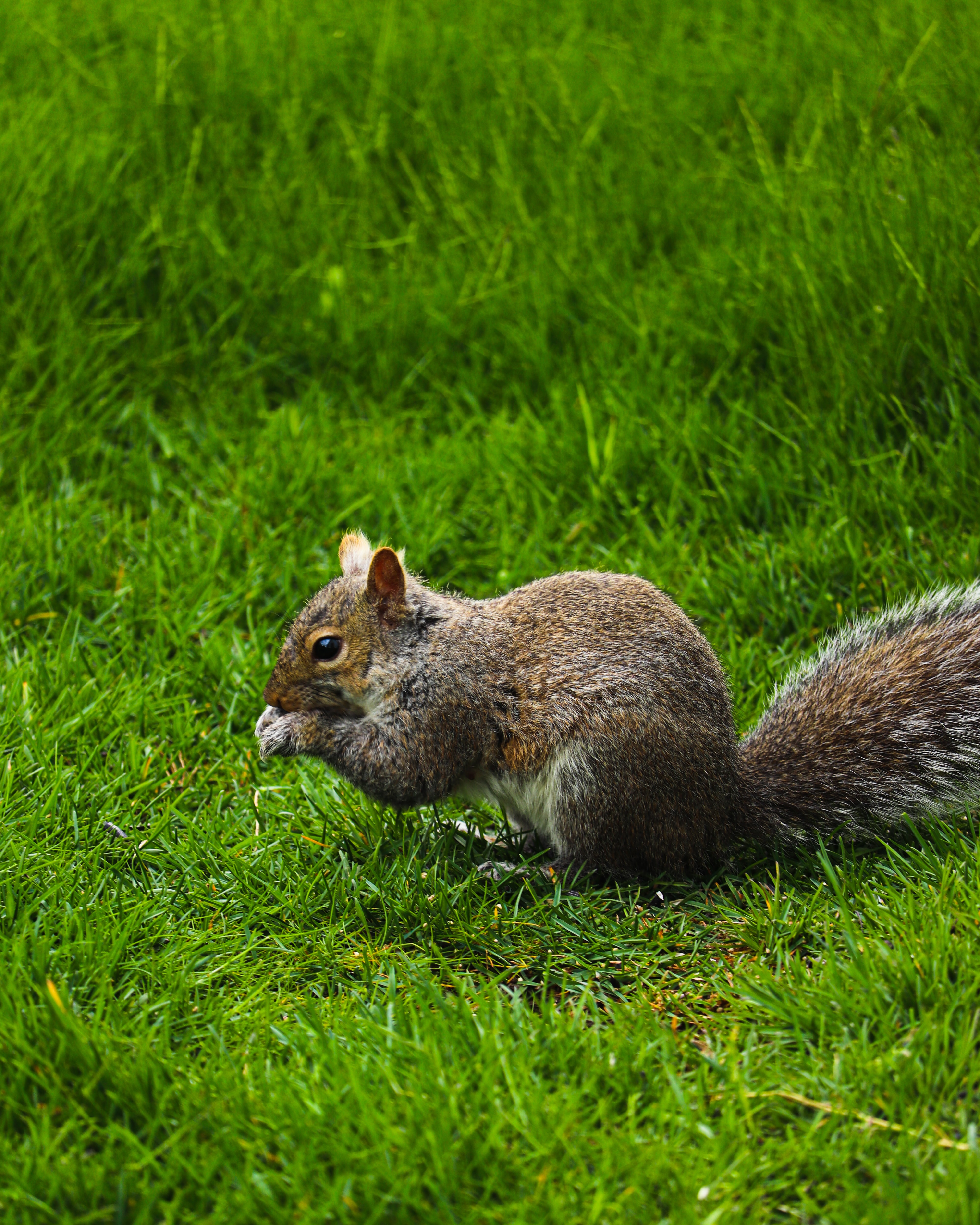 Download mobile wallpaper Grass, Rodent, Squirrel, Animals, Funny for free.