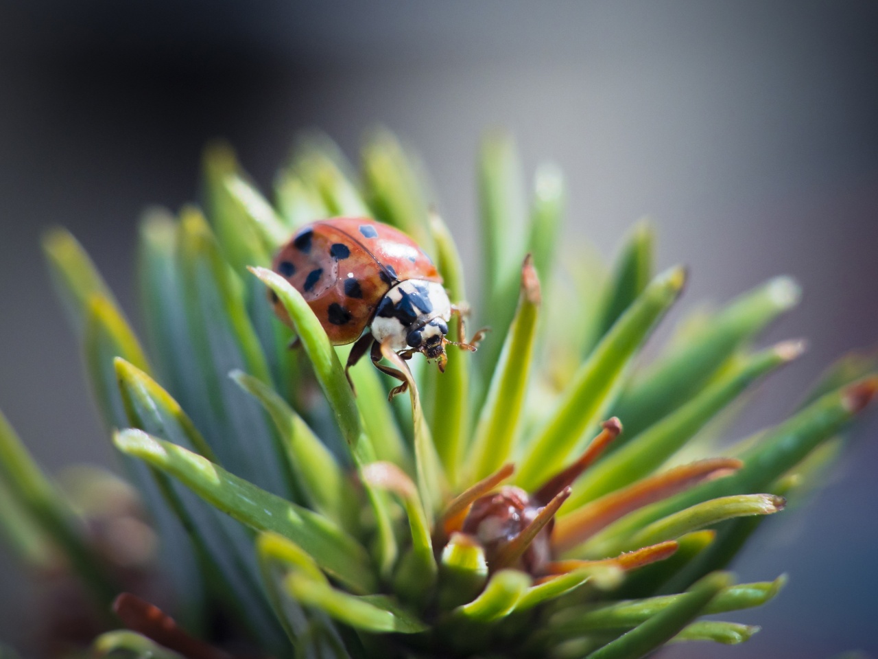 Download mobile wallpaper Animal, Ladybug for free.