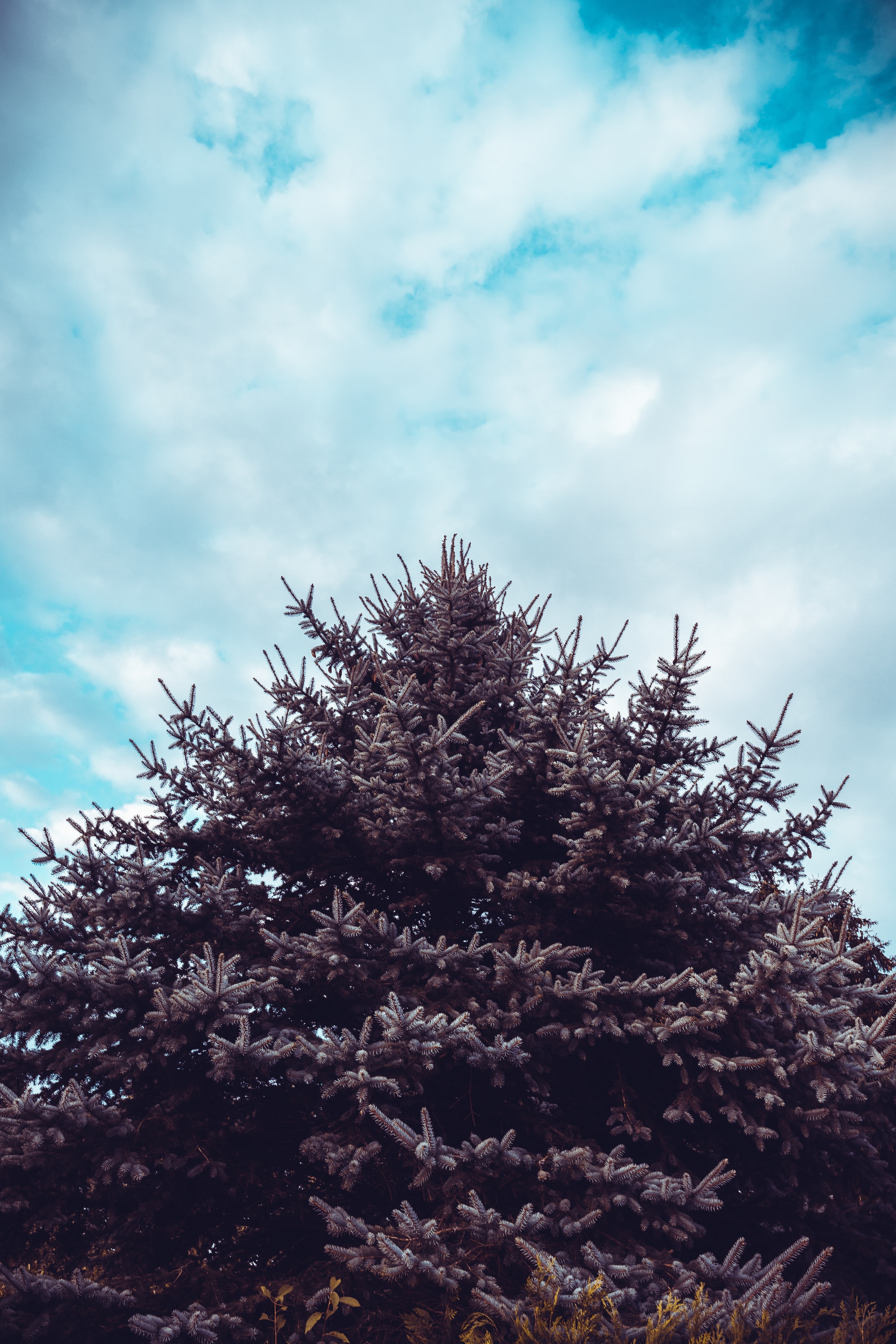 Download mobile wallpaper Fir, Spruce, Needle, Wood, Sky, Tree, Nature for free.