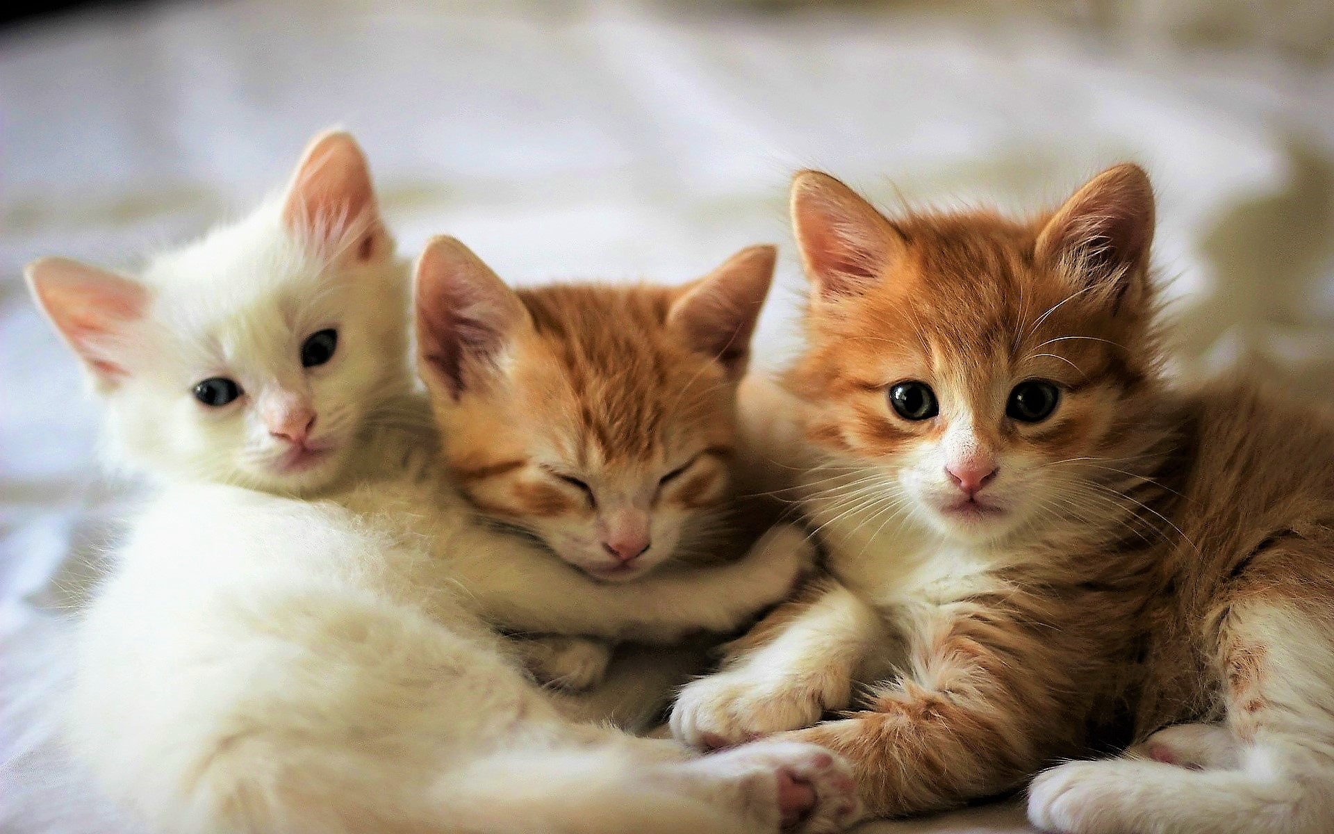 PCデスクトップに動物, ネコ, 猫, 子猫, 可愛い, 赤ちゃん動物画像を無料でダウンロード