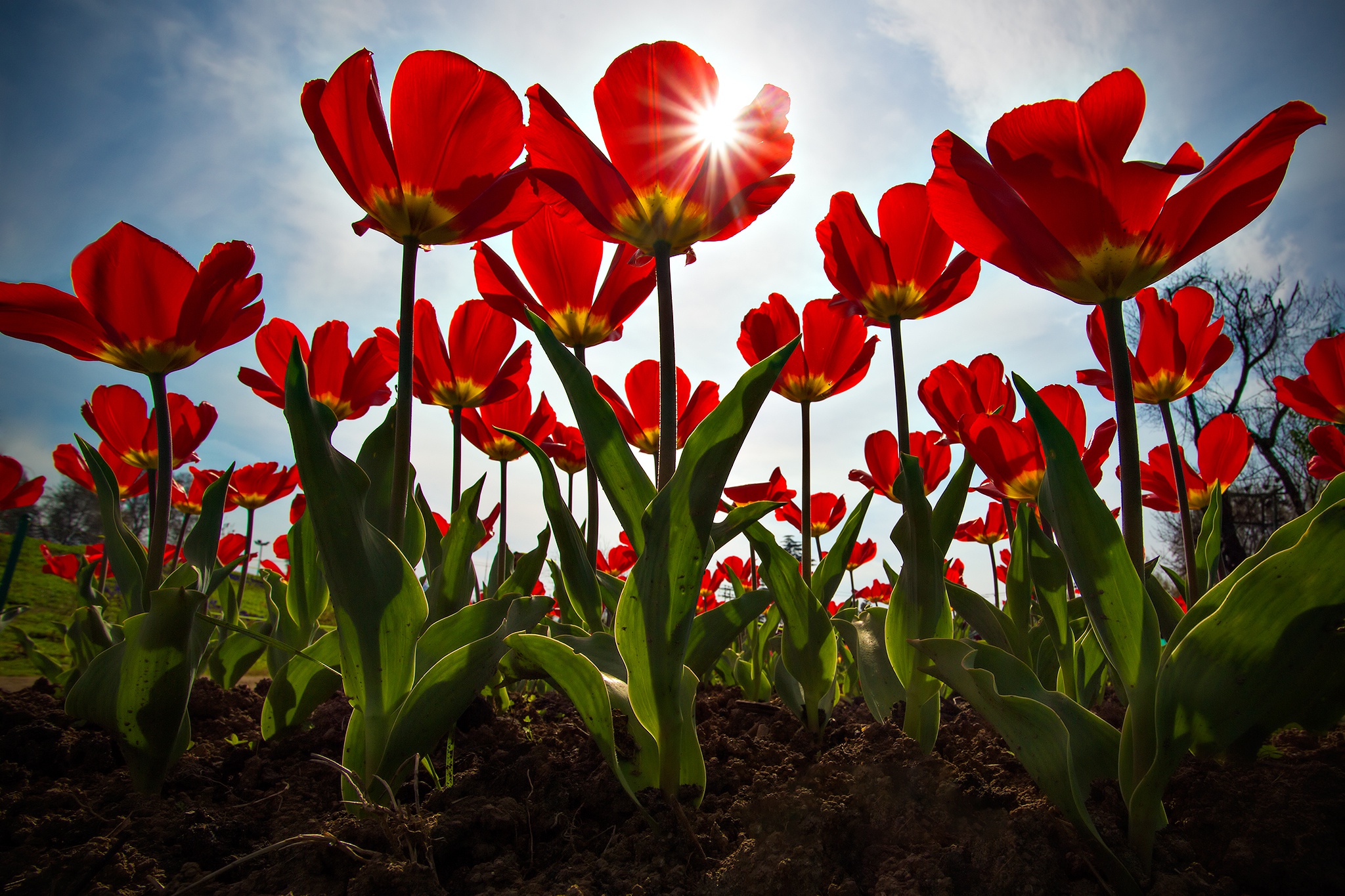 Download mobile wallpaper Flowers, Earth, Tulip for free.