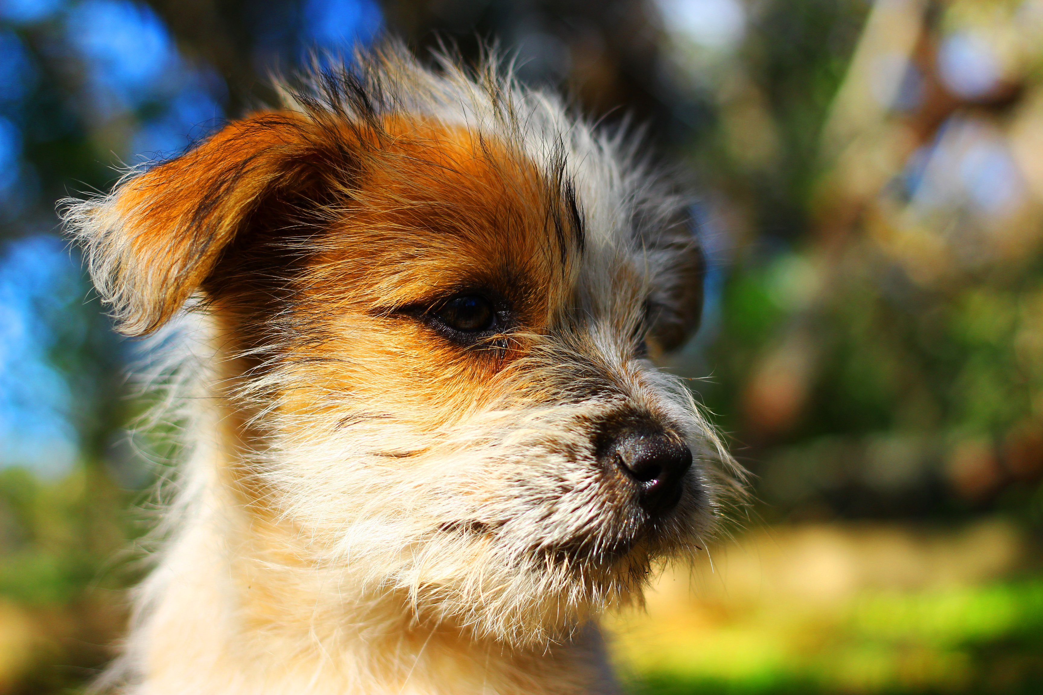 Download mobile wallpaper Bokeh, Close Up, Puppy, Dogs, Baby Animal, Dog, Animal for free.