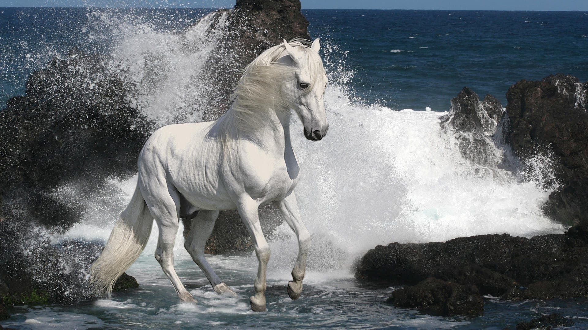 61370 скачать обои лошадь, животные, брызги, камни, море - заставки и картинки бесплатно