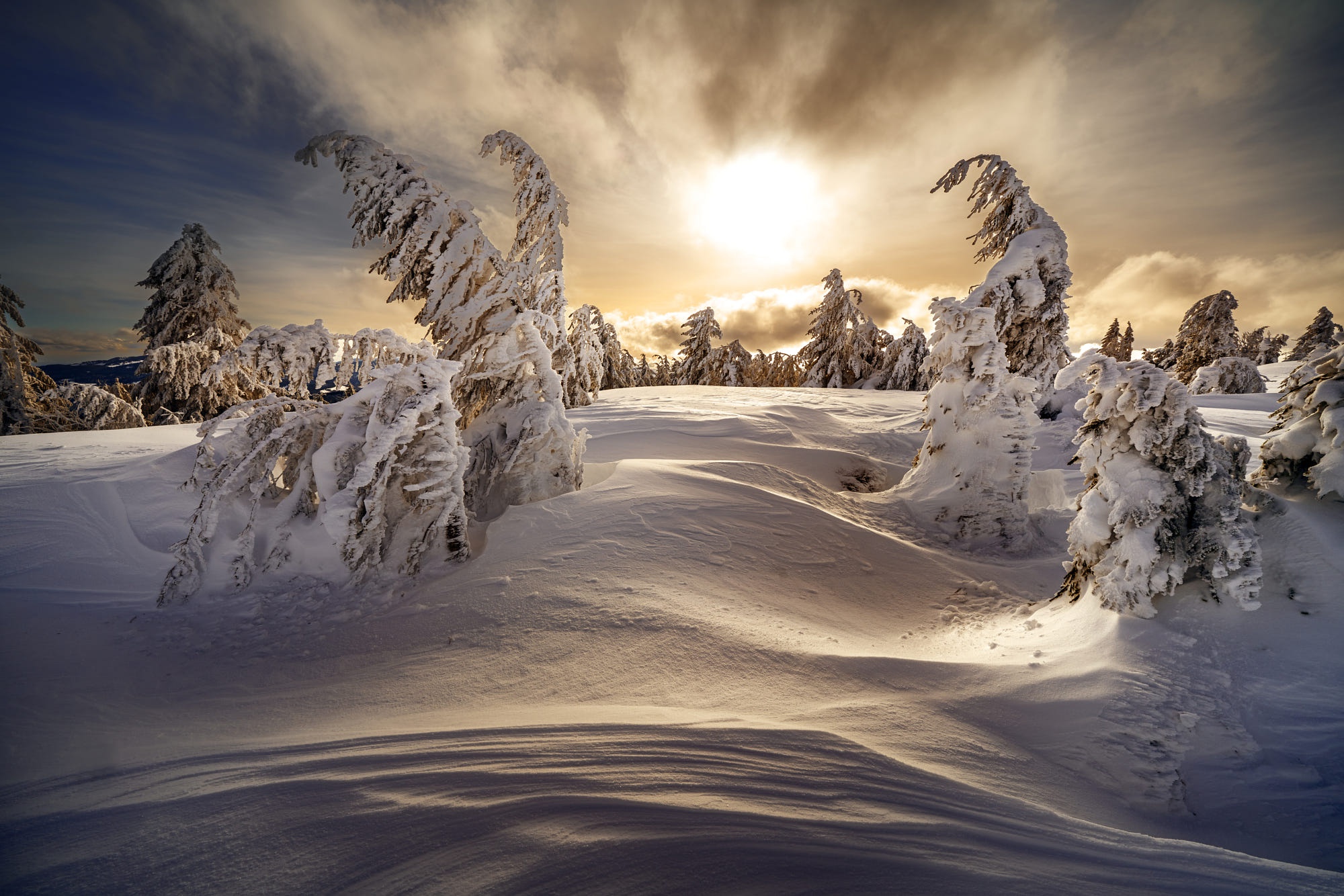 Скачать картинку Зима, Природа, Снег, Рассвет, Ель, Земля/природа в телефон бесплатно.