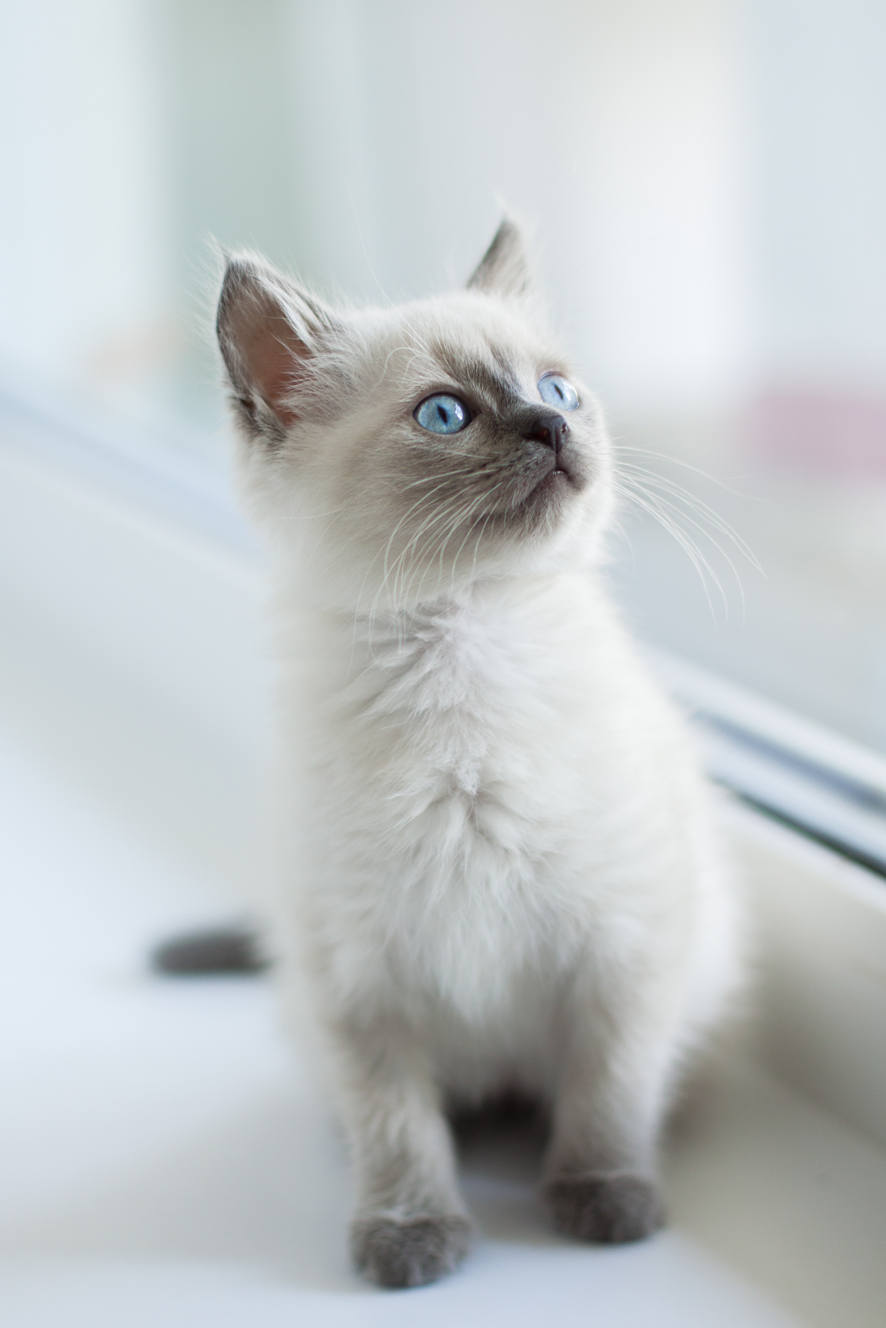 Laden Sie das Haustier, Burmesische Katze, Sicht, Meinung, Tiere, Kätzchen-Bild kostenlos auf Ihren PC-Desktop herunter