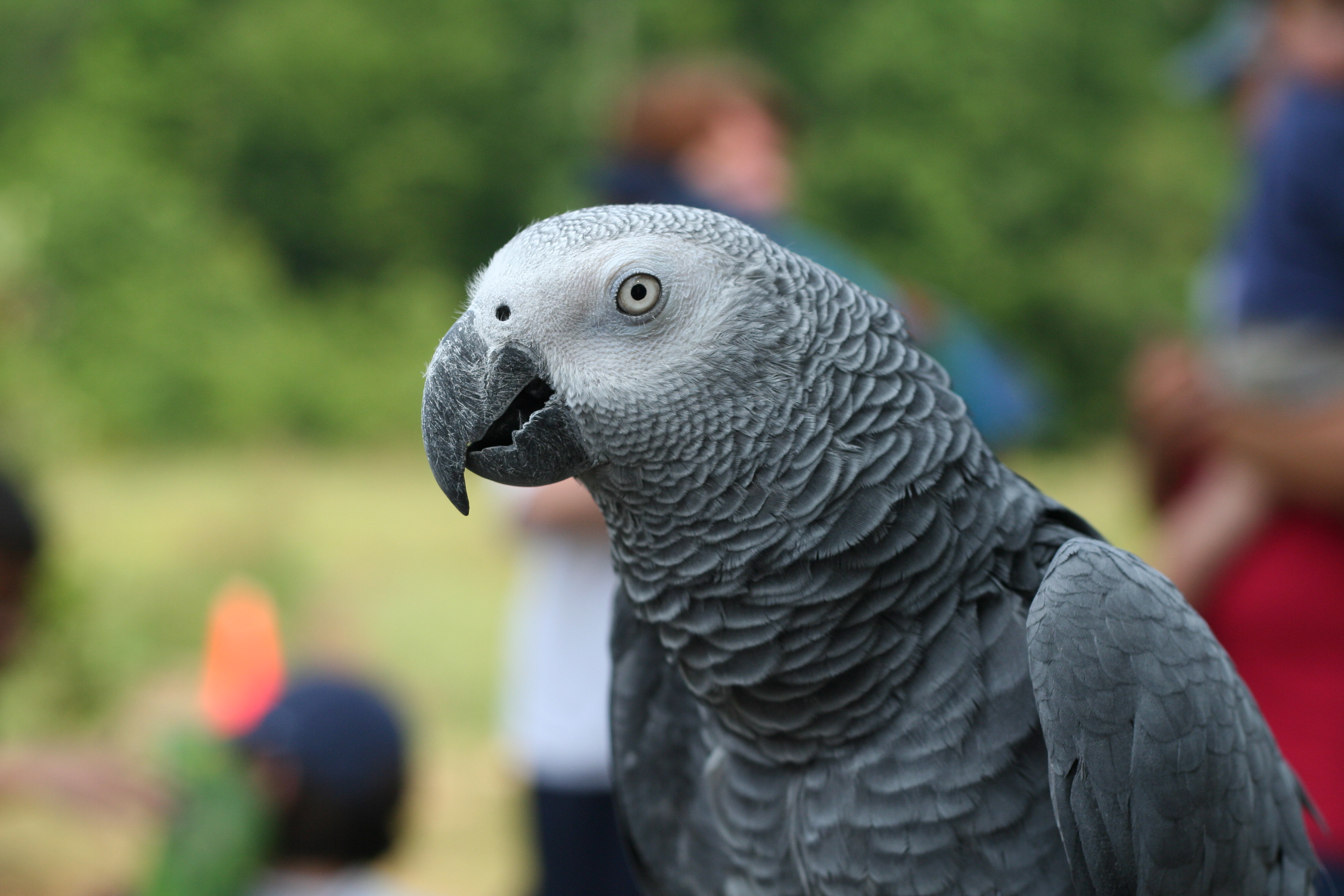 animal, african grey parrot, bird, blur, parrot, birds