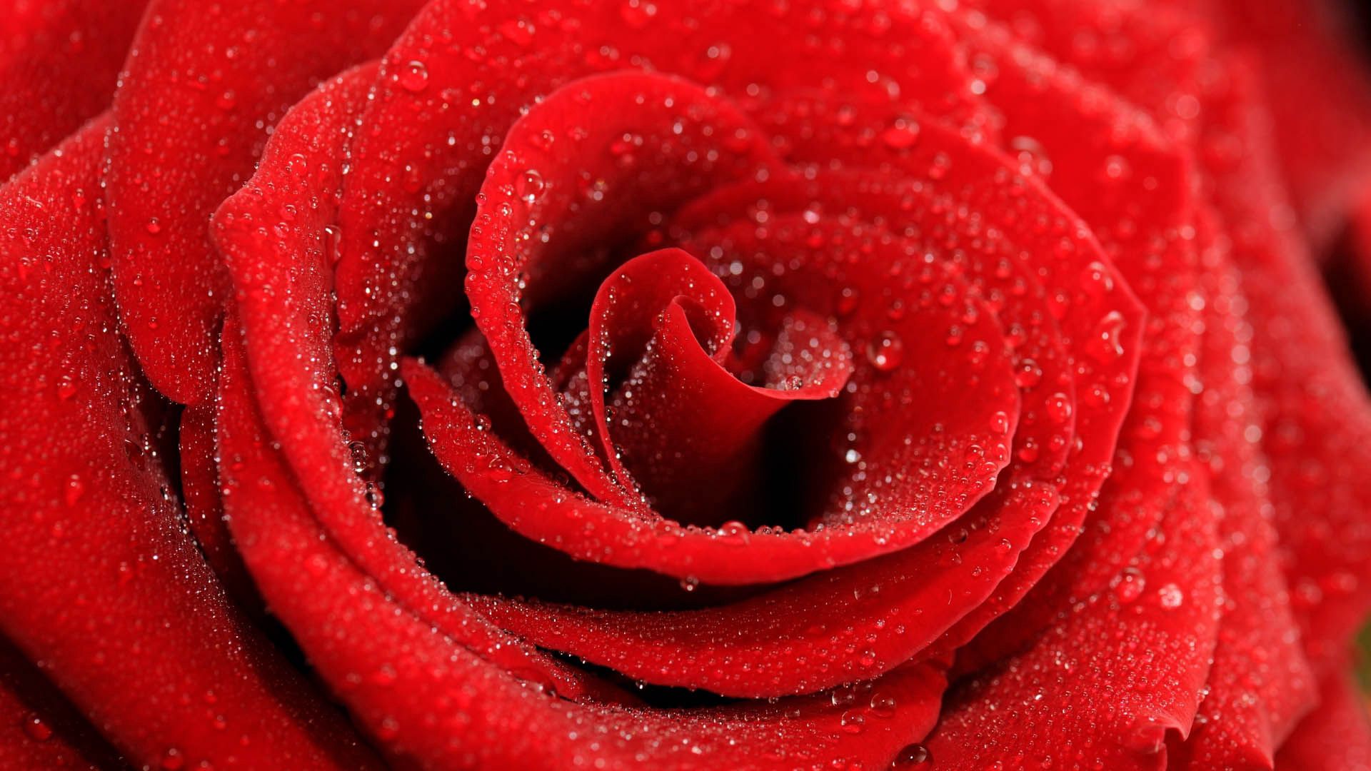 Laden Sie das Makro, Drops, Rose, Blütenblätter-Bild kostenlos auf Ihren PC-Desktop herunter