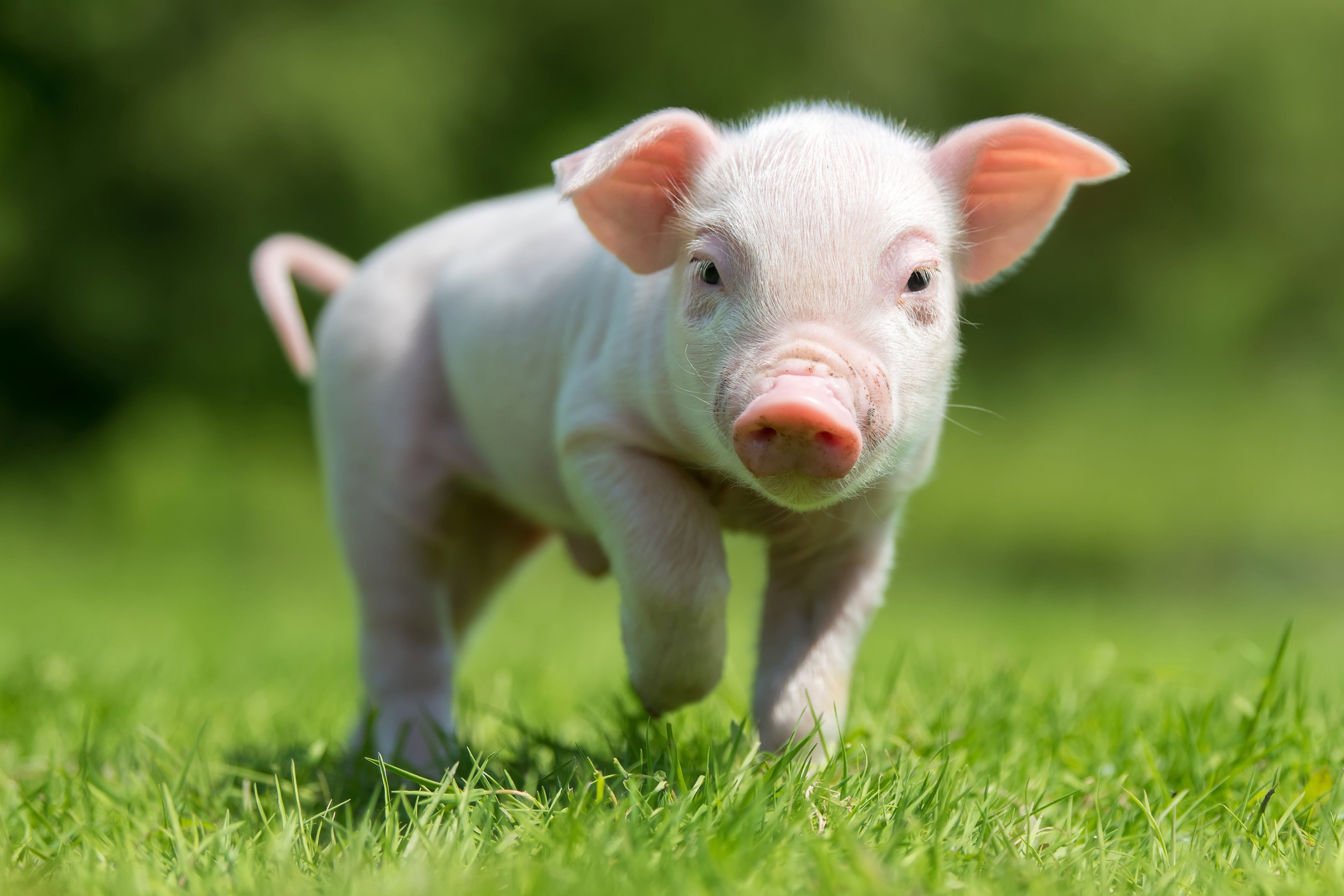 1039512 Bild herunterladen tiere, schwein, tierbaby, ferkel - Hintergrundbilder und Bildschirmschoner kostenlos