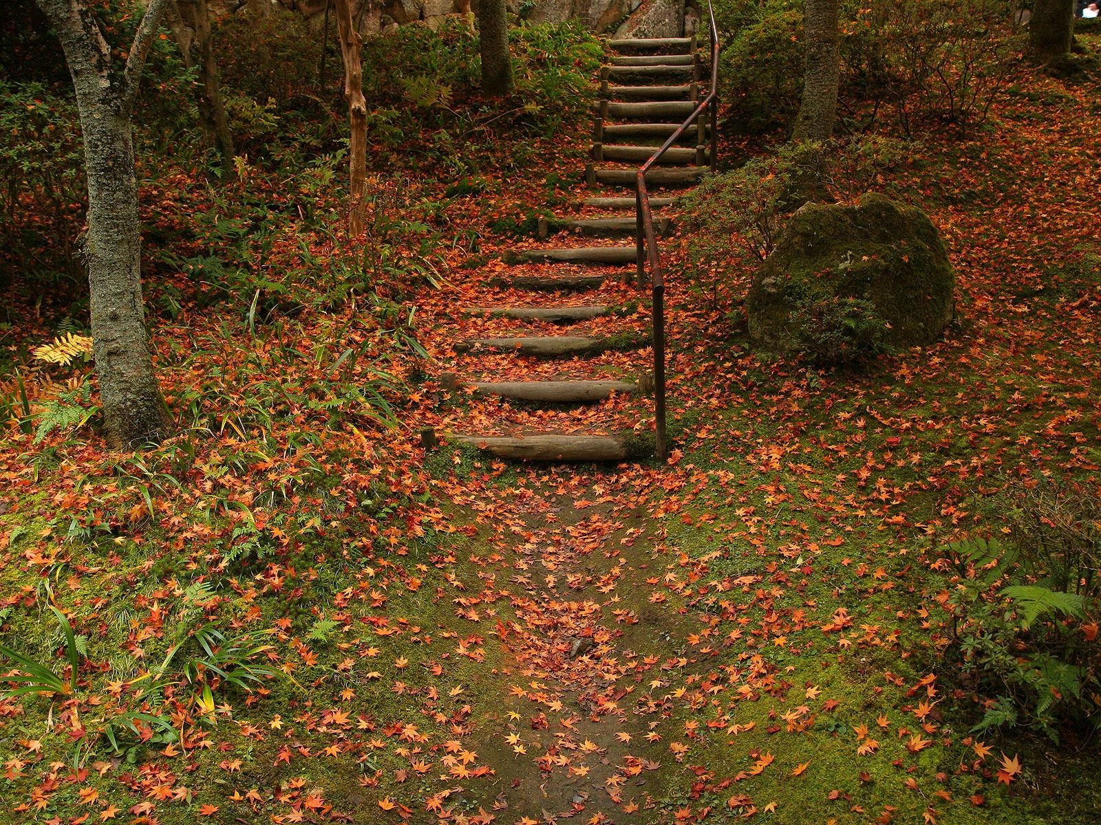 foliage, ladder, autumn, nature, stairs Phone Background