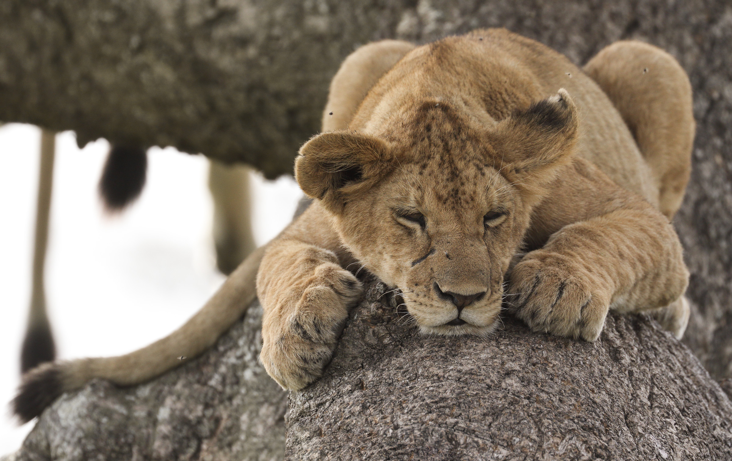 Téléchargez des papiers peints mobile Animaux, Chats, Lion gratuitement.