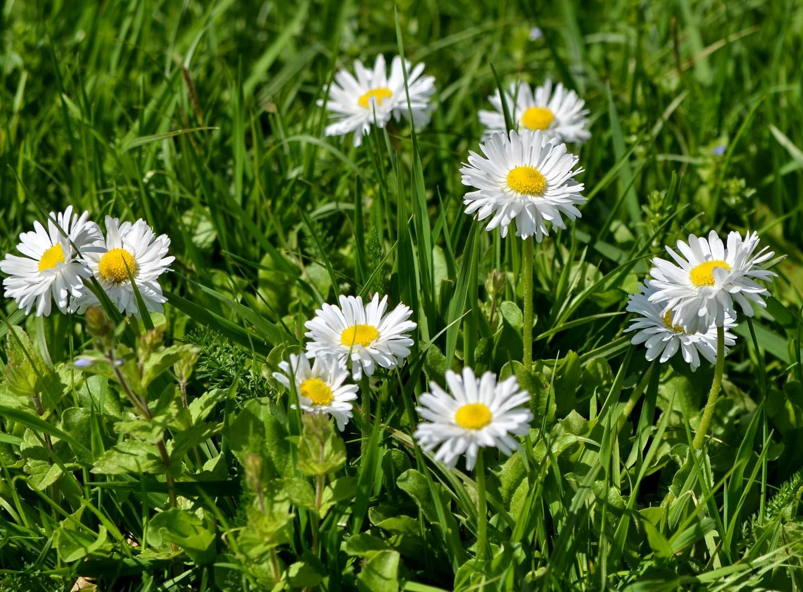 Download mobile wallpaper Greens, Flowers, Grass, Sunny, Snow White for free.