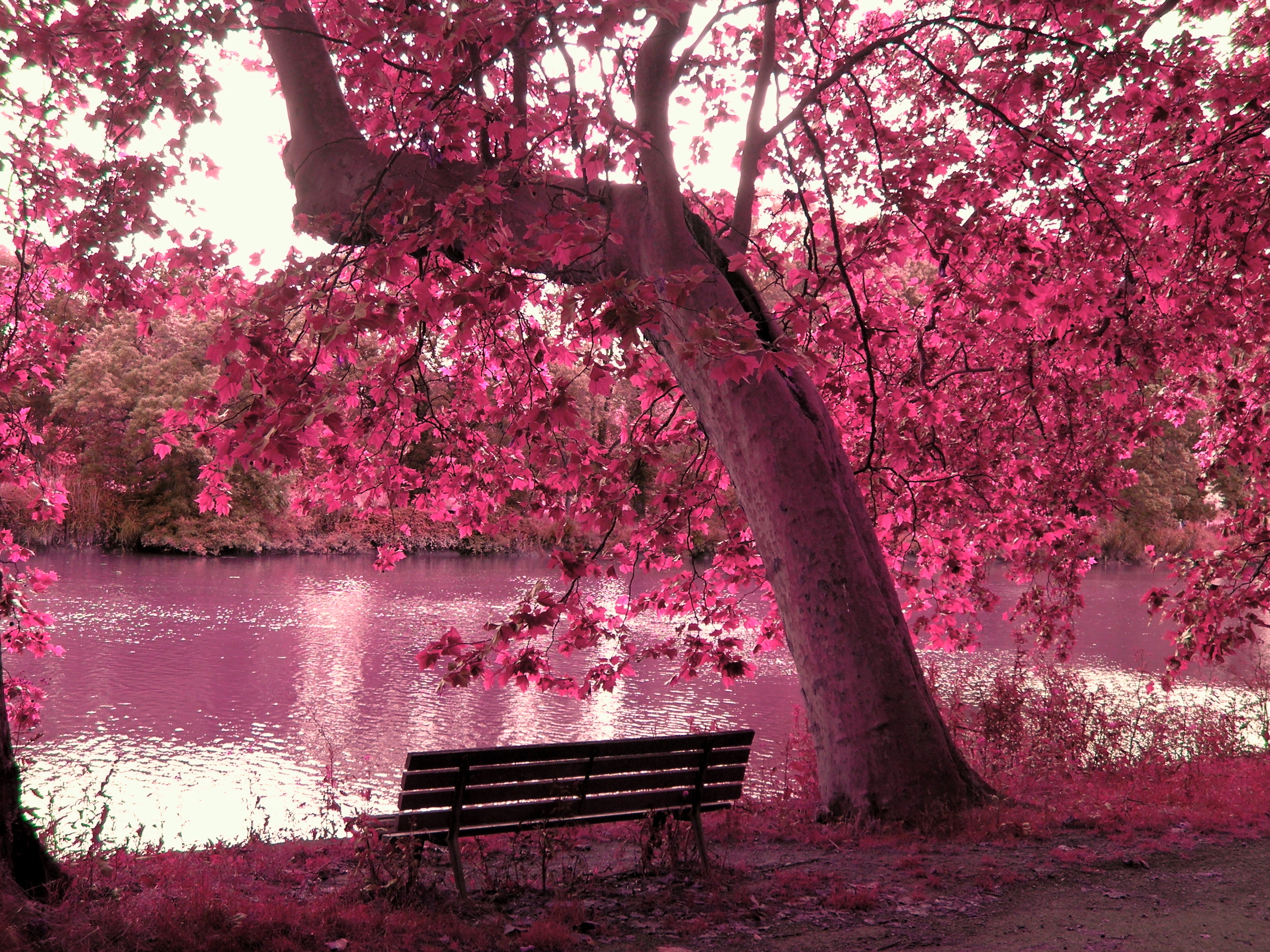 322872 descargar imagen rosa, árboles, banco, árbol, tierra/naturaleza: fondos de pantalla y protectores de pantalla gratis