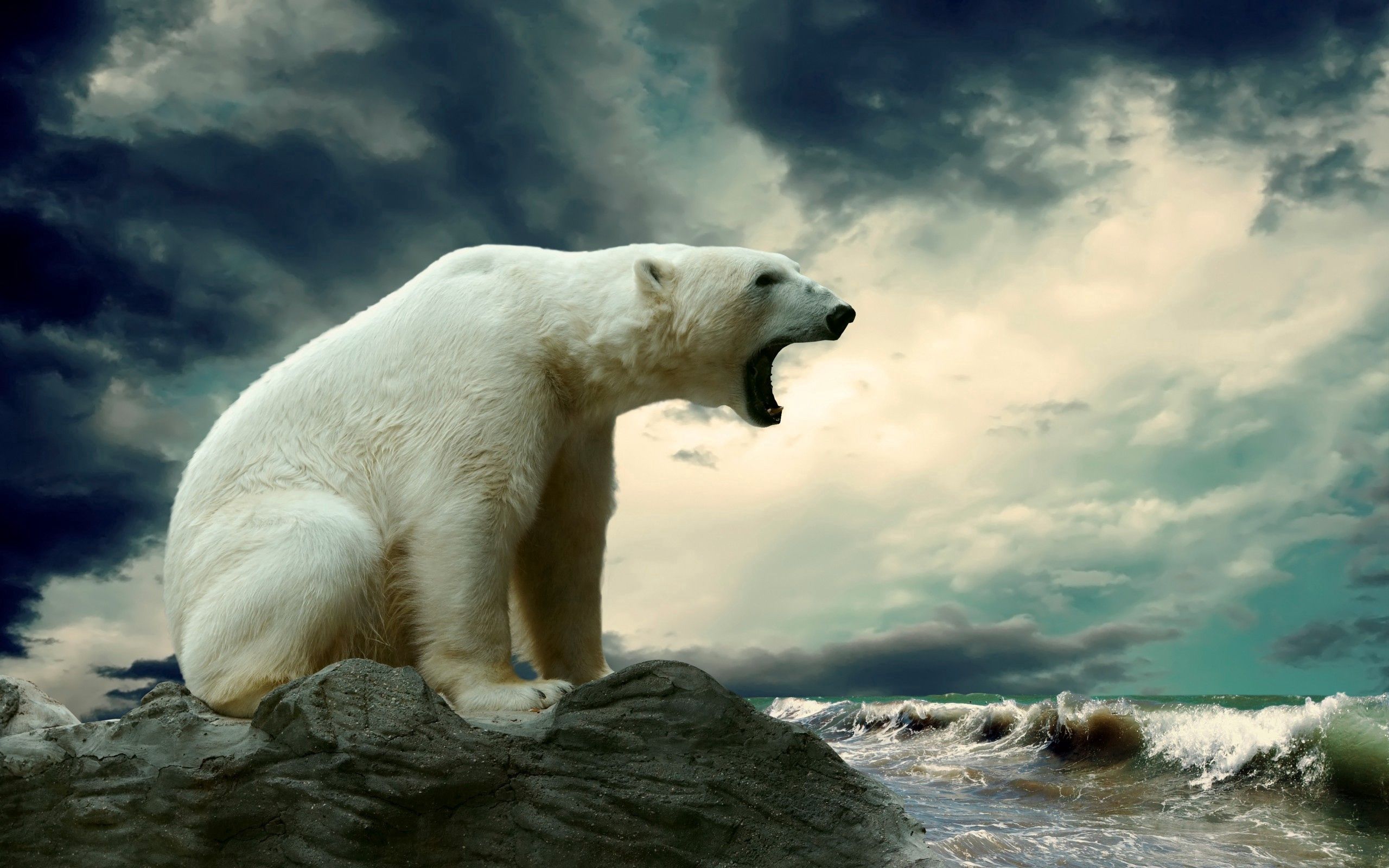 65994画像をダウンロードホッキョクグマ, 動物, 水, 座る, 太い, 厚い, 北極熊-壁紙とスクリーンセーバーを無料で