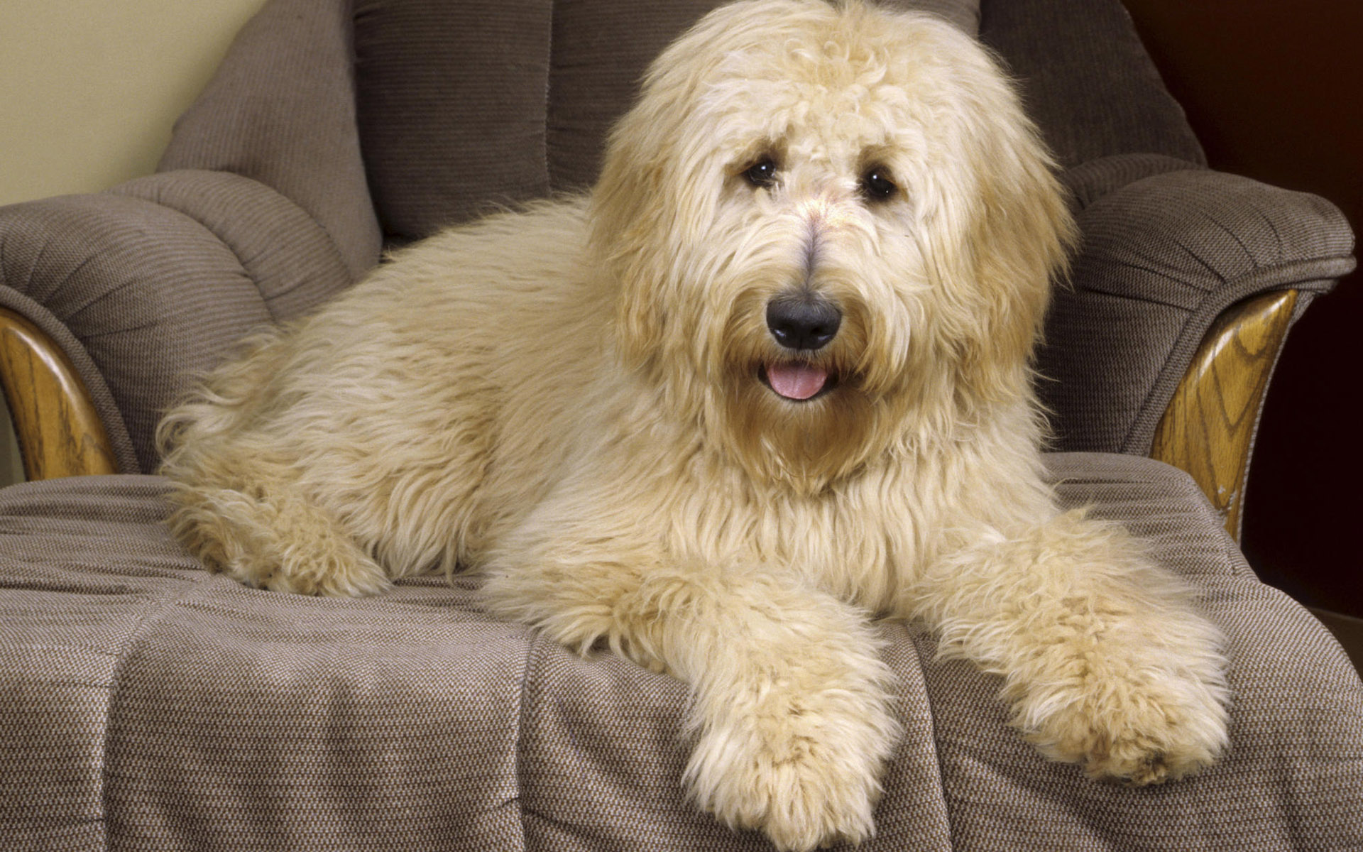 Téléchargez gratuitement l'image Animaux, Chien sur le bureau de votre PC