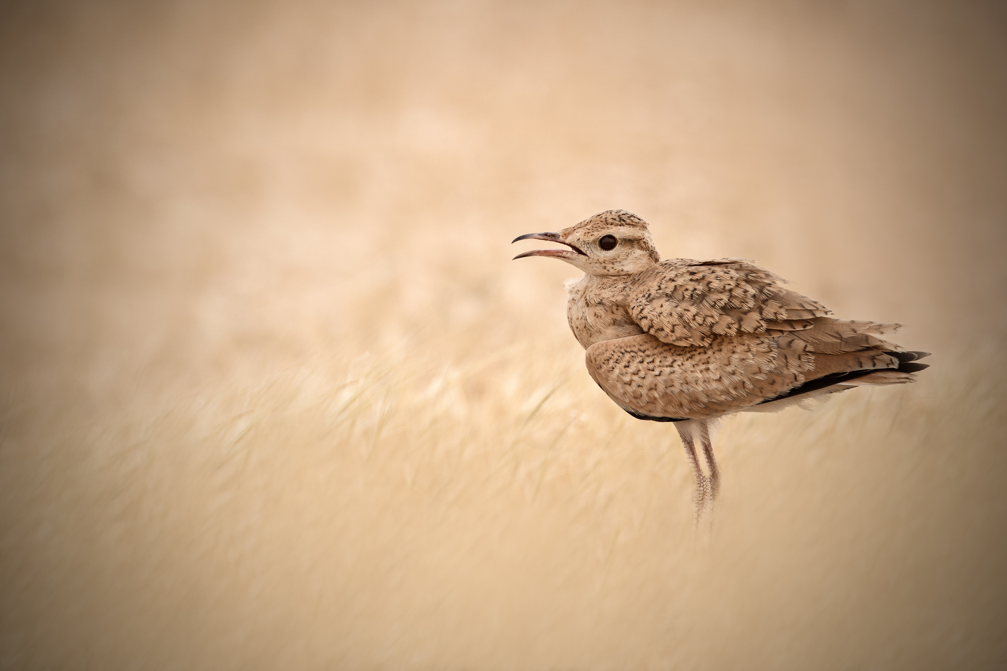 Descarga gratuita de fondo de pantalla para móvil de Ave, Aves, Animales.