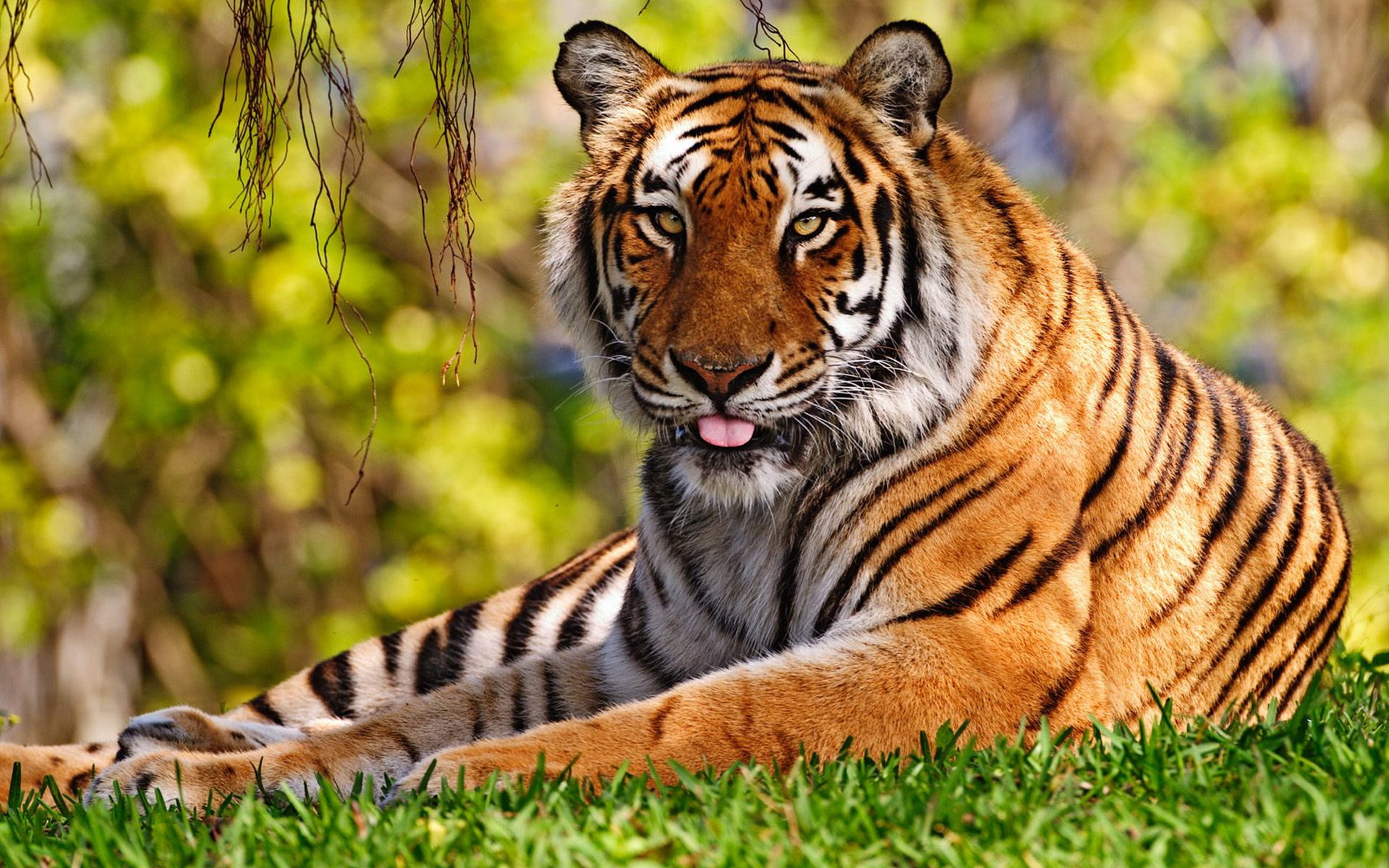 Téléchargez gratuitement l'image Animaux, Chats, Tigre sur le bureau de votre PC