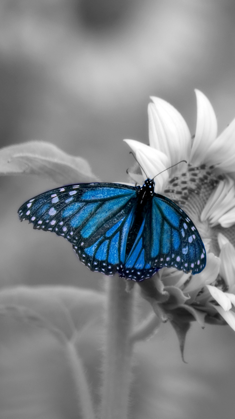 Download mobile wallpaper Flower, Macro, Butterfly, Animal, Selective Color for free.