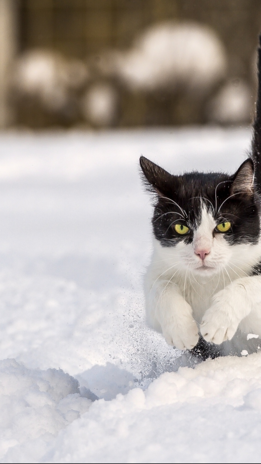 Descarga gratuita de fondo de pantalla para móvil de Animales, Gatos, Gato.