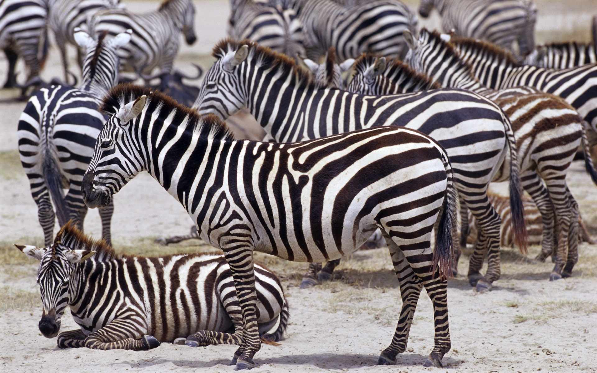 Free download wallpaper Zebra, Animal on your PC desktop