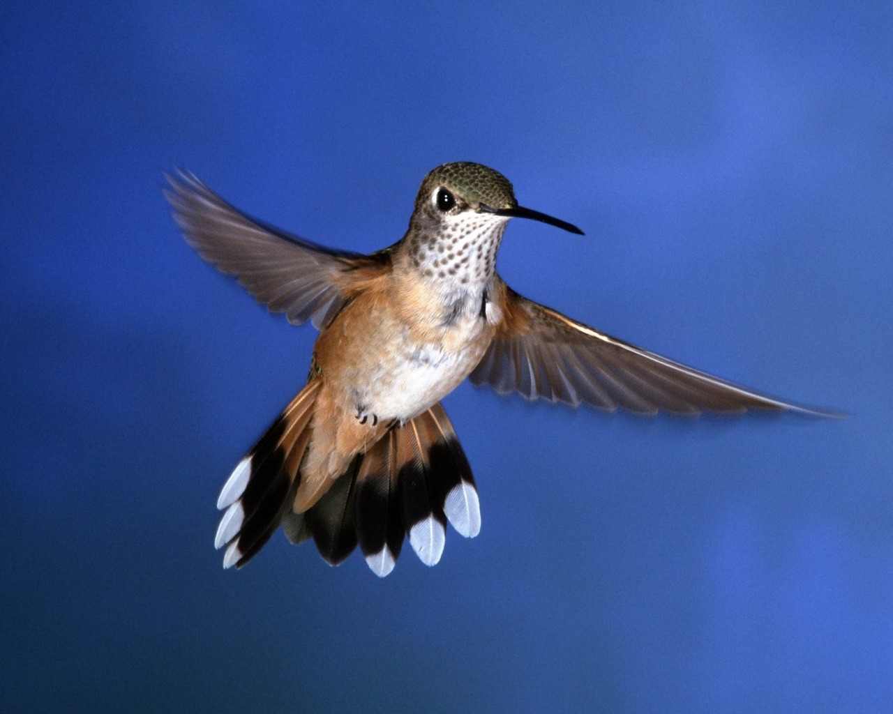 Free download wallpaper Animal, Hummingbird on your PC desktop