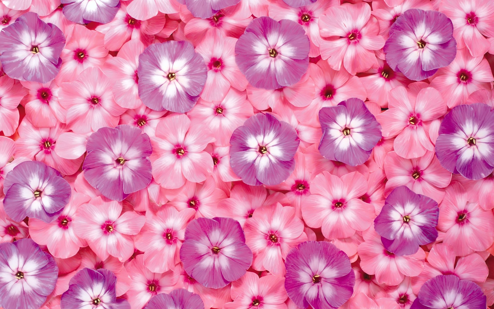 378055壁紙のダウンロード地球, フロックス, 花, 自然, ピンクの花, 紫色の花, フラワーズ-スクリーンセーバーと写真を無料で