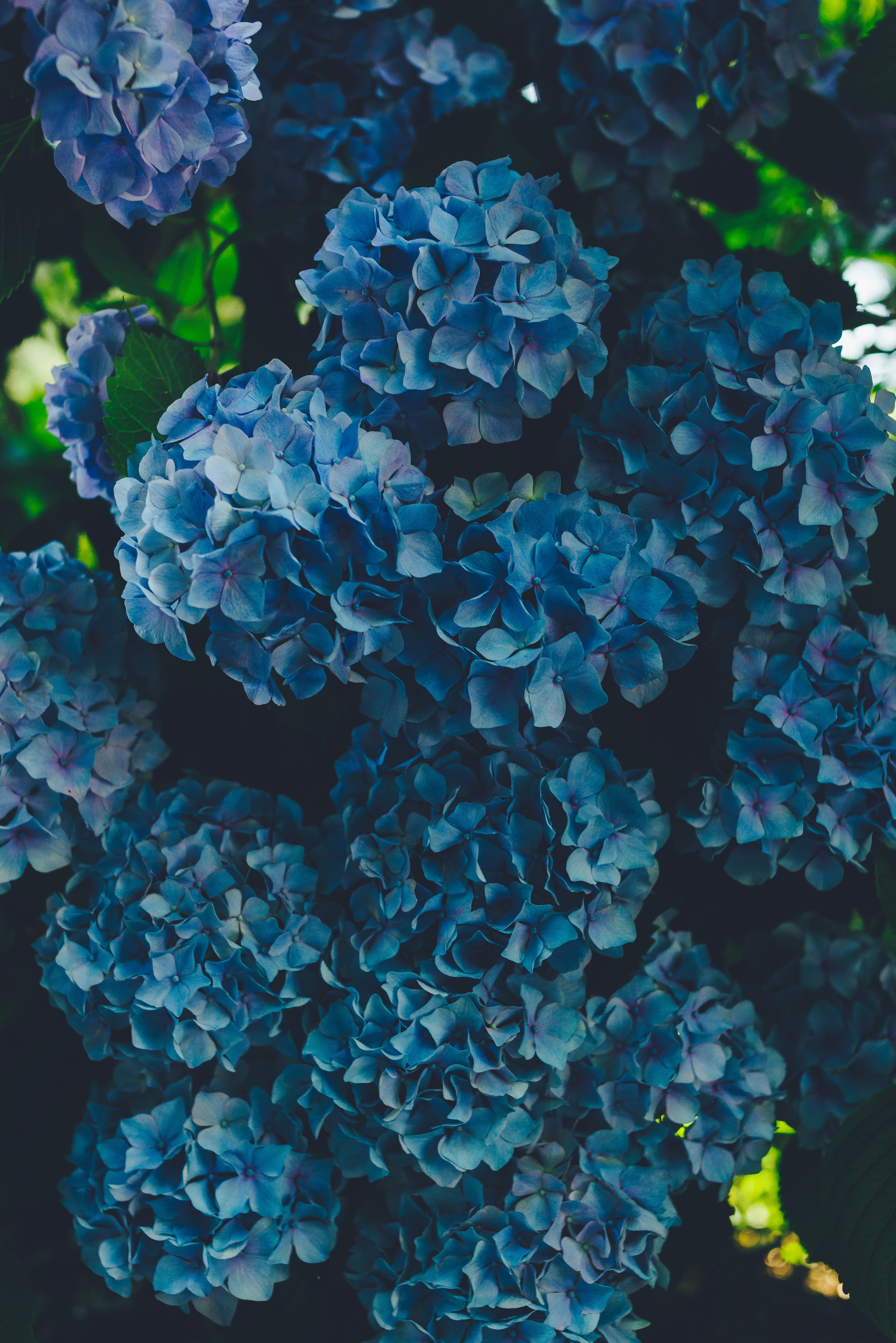 77287 descargar fondo de pantalla hortensia, flores, azul, pétalos, inflorescencias, inflorescencia: protectores de pantalla e imágenes gratis