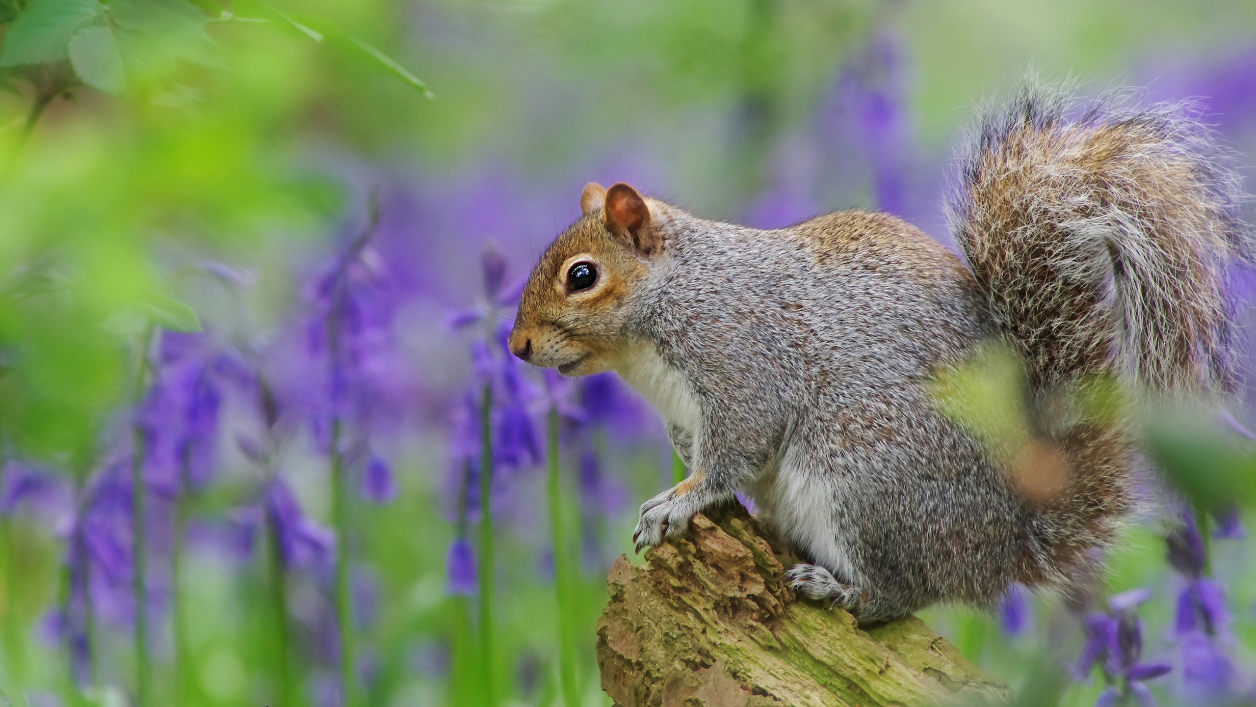 Download mobile wallpaper Squirrel, Flower, Animal, Rodent, Purple Flower for free.