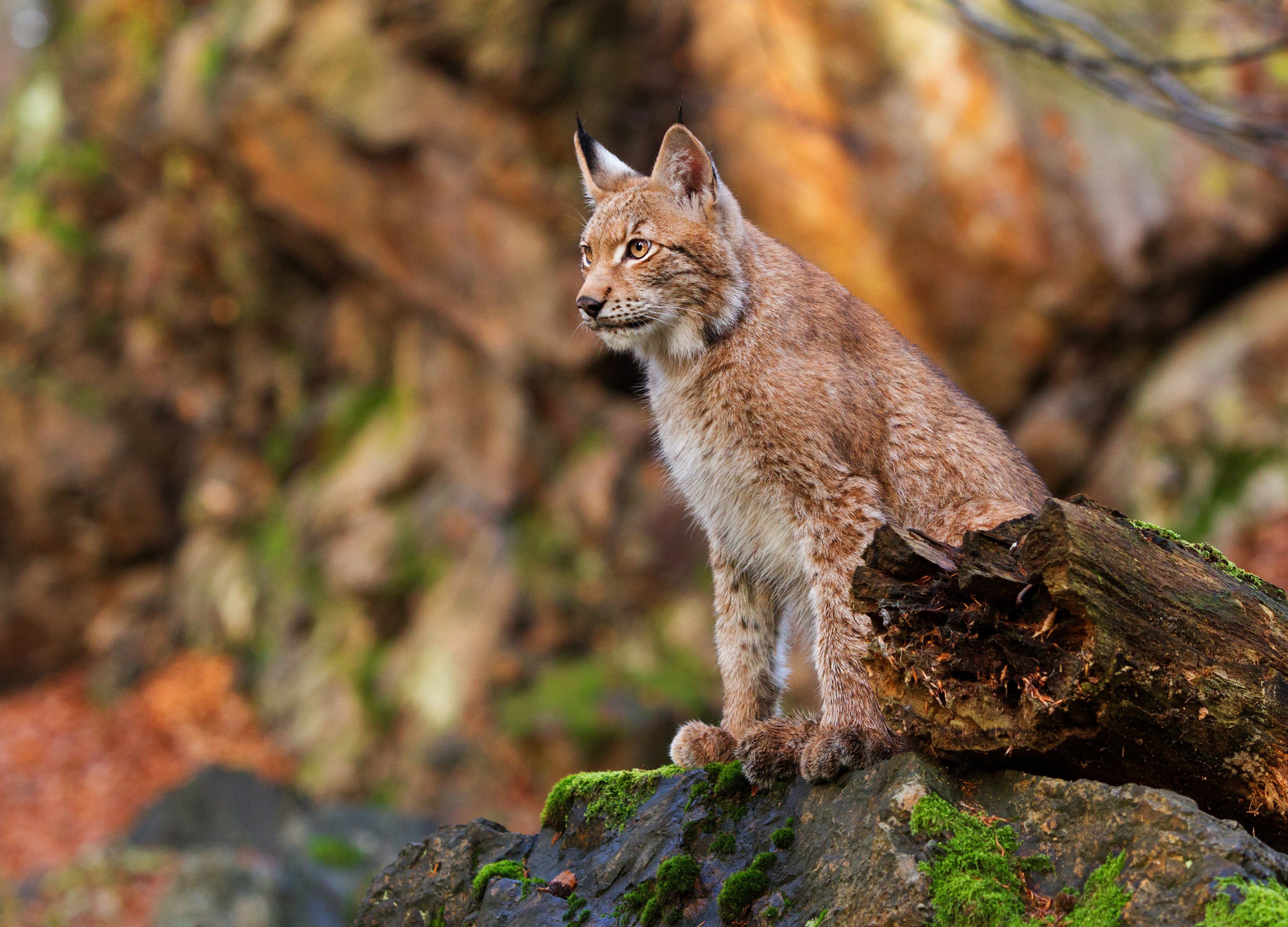 Handy-Wallpaper Tiere, Katzen, Luchs kostenlos herunterladen.