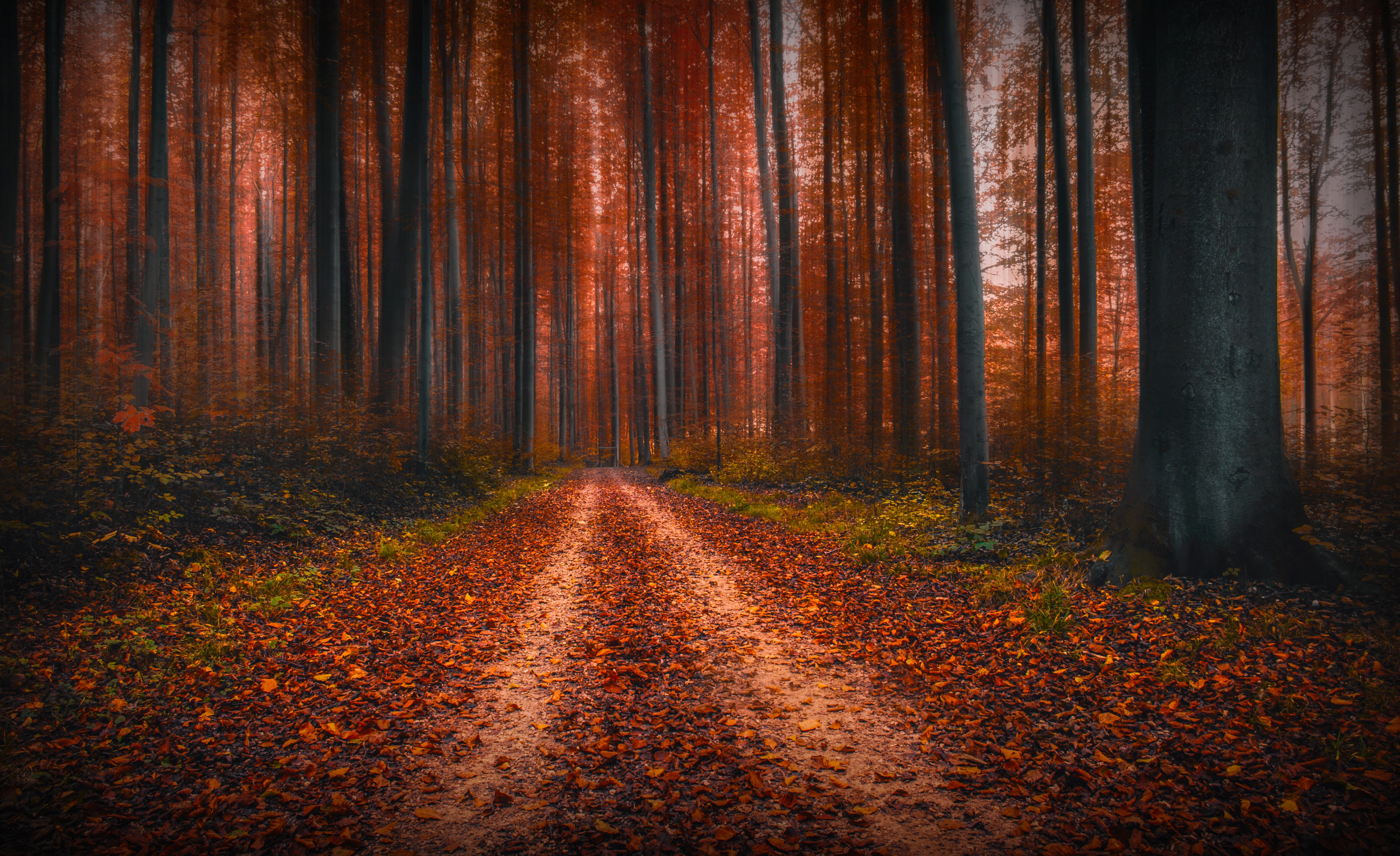 Download mobile wallpaper Nature, Forest, Tree, Fall, Earth, Dirt Road for free.