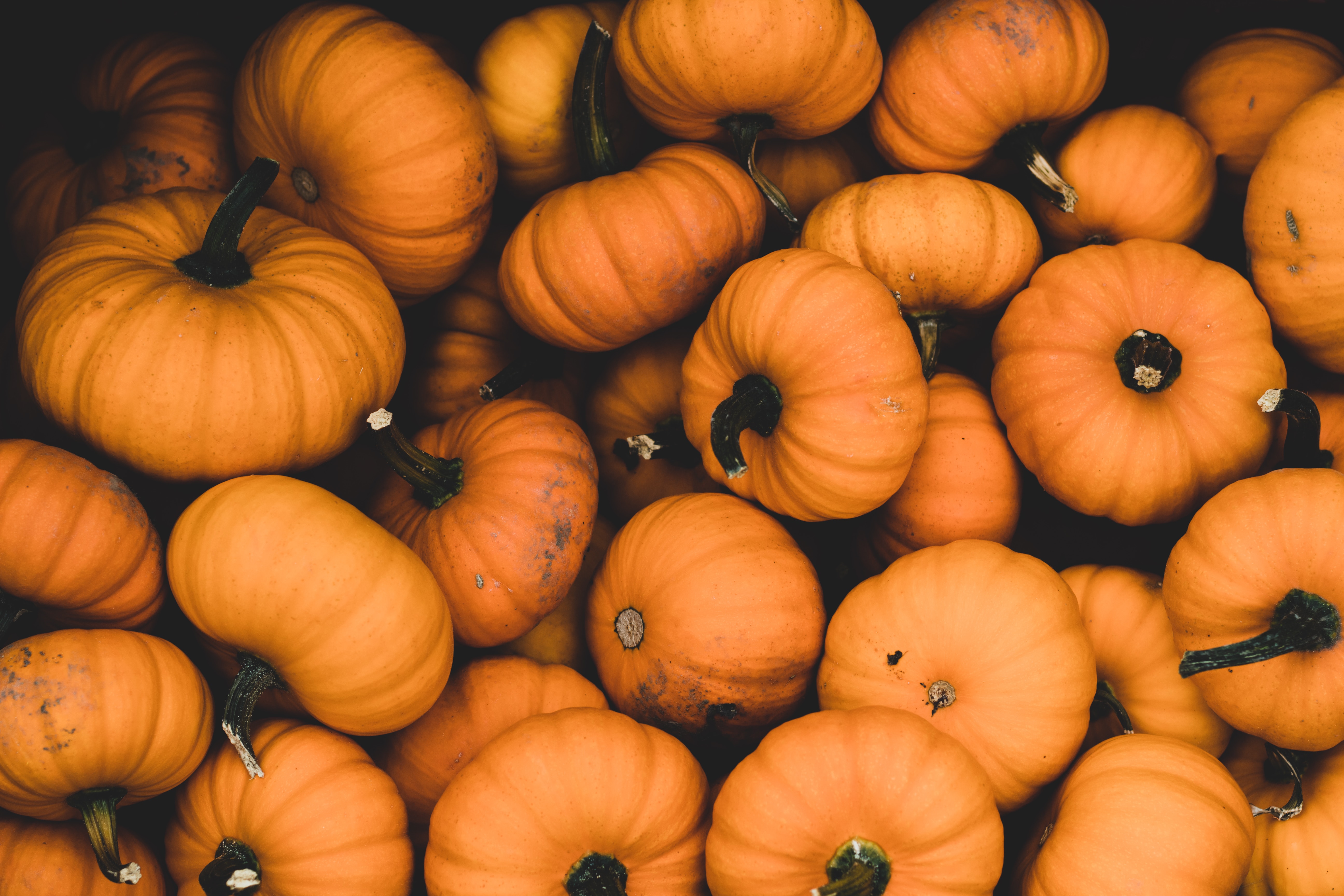 PCデスクトップにカボチャ, かぼちゃ, 食品, 秋, 熟した, 収穫, オレンジ画像を無料でダウンロード